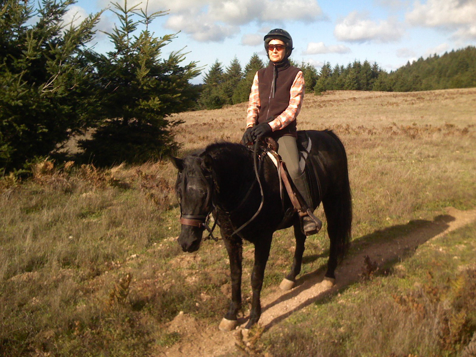 horse