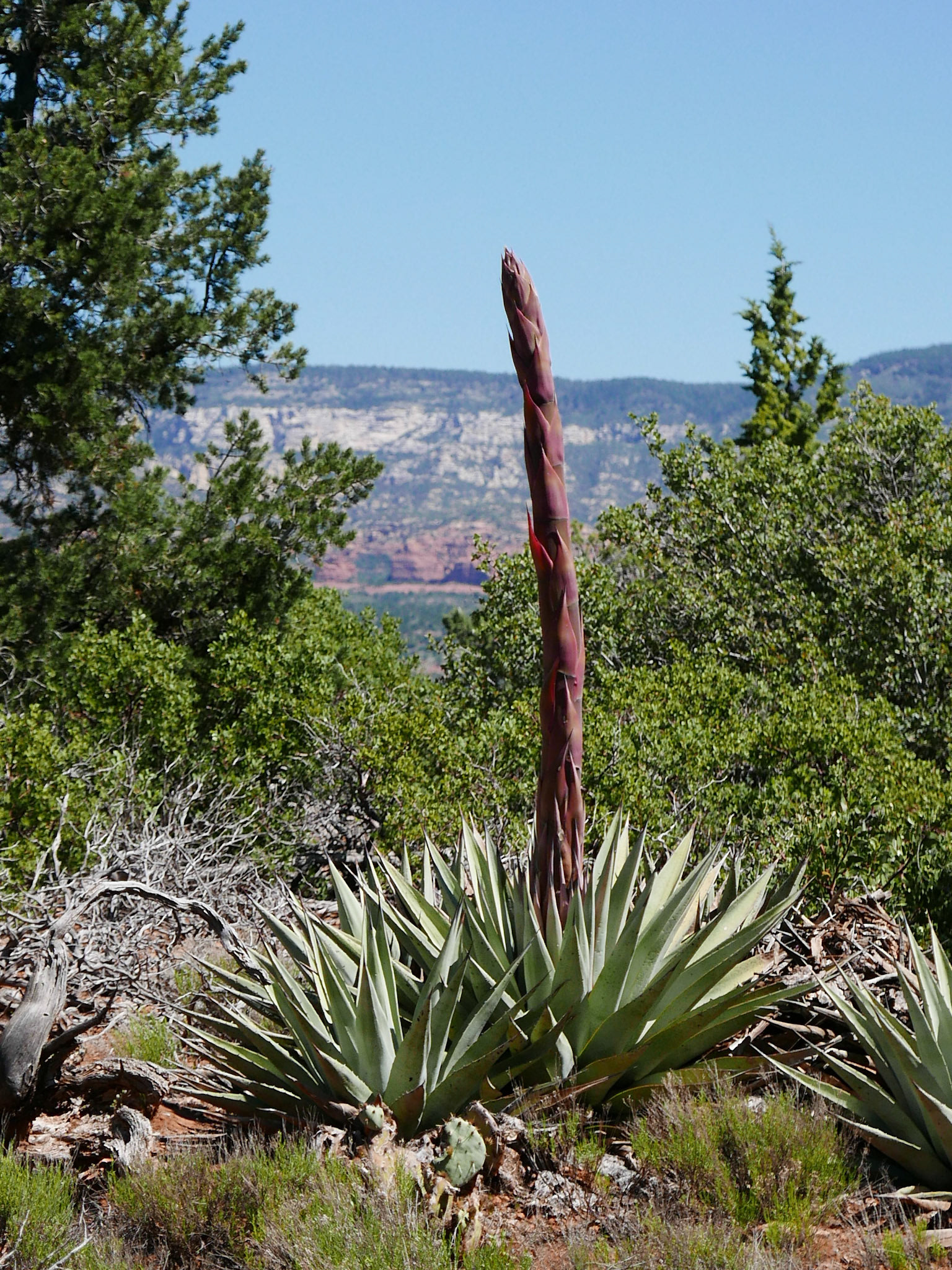 sedona arizona vacation