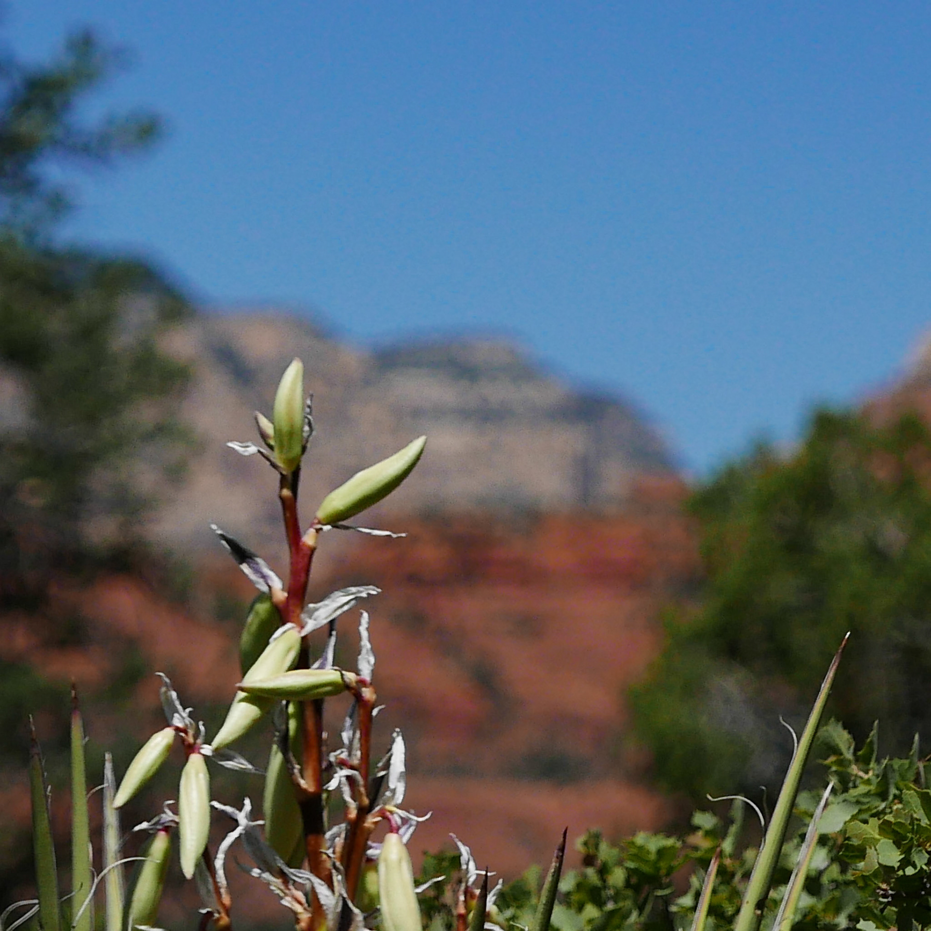 sedona arizona vacation