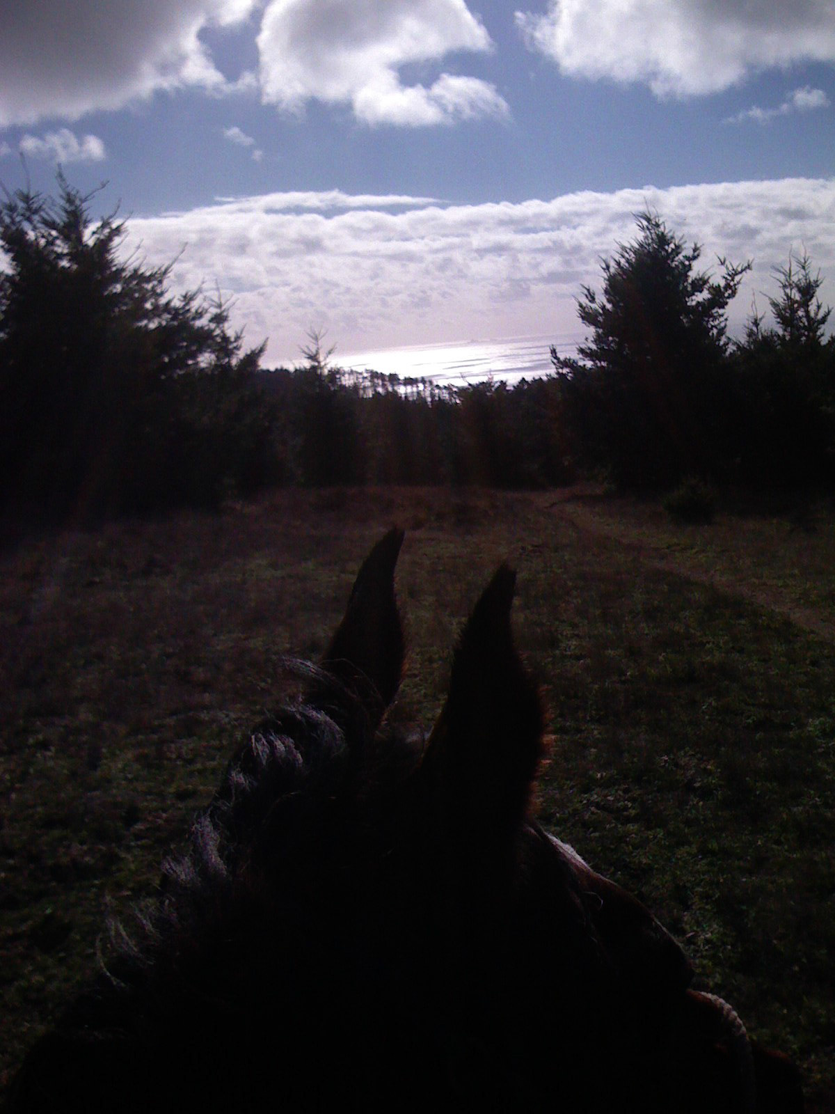 horse