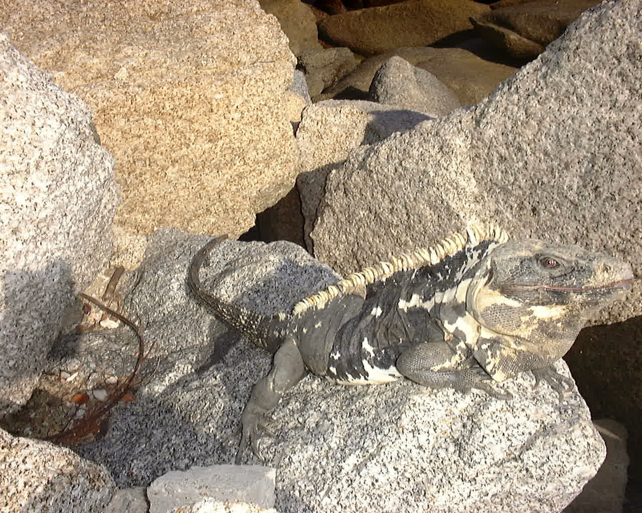 oaxaca 1998