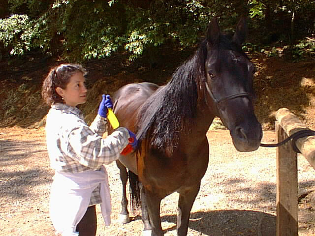 horse