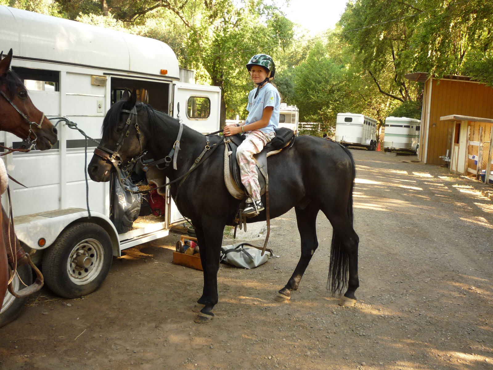 horse