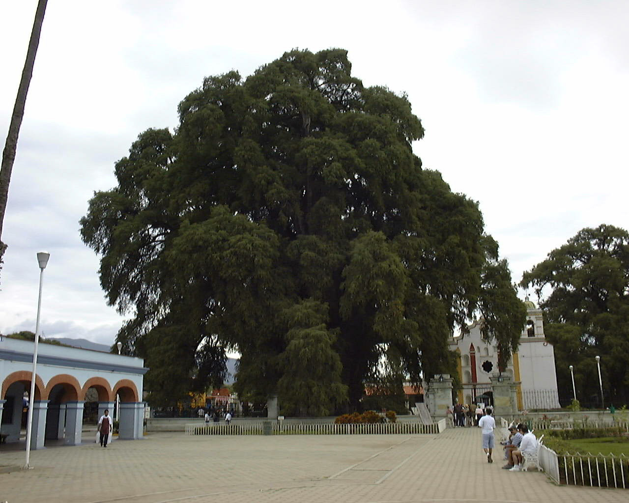 oaxaca 1998