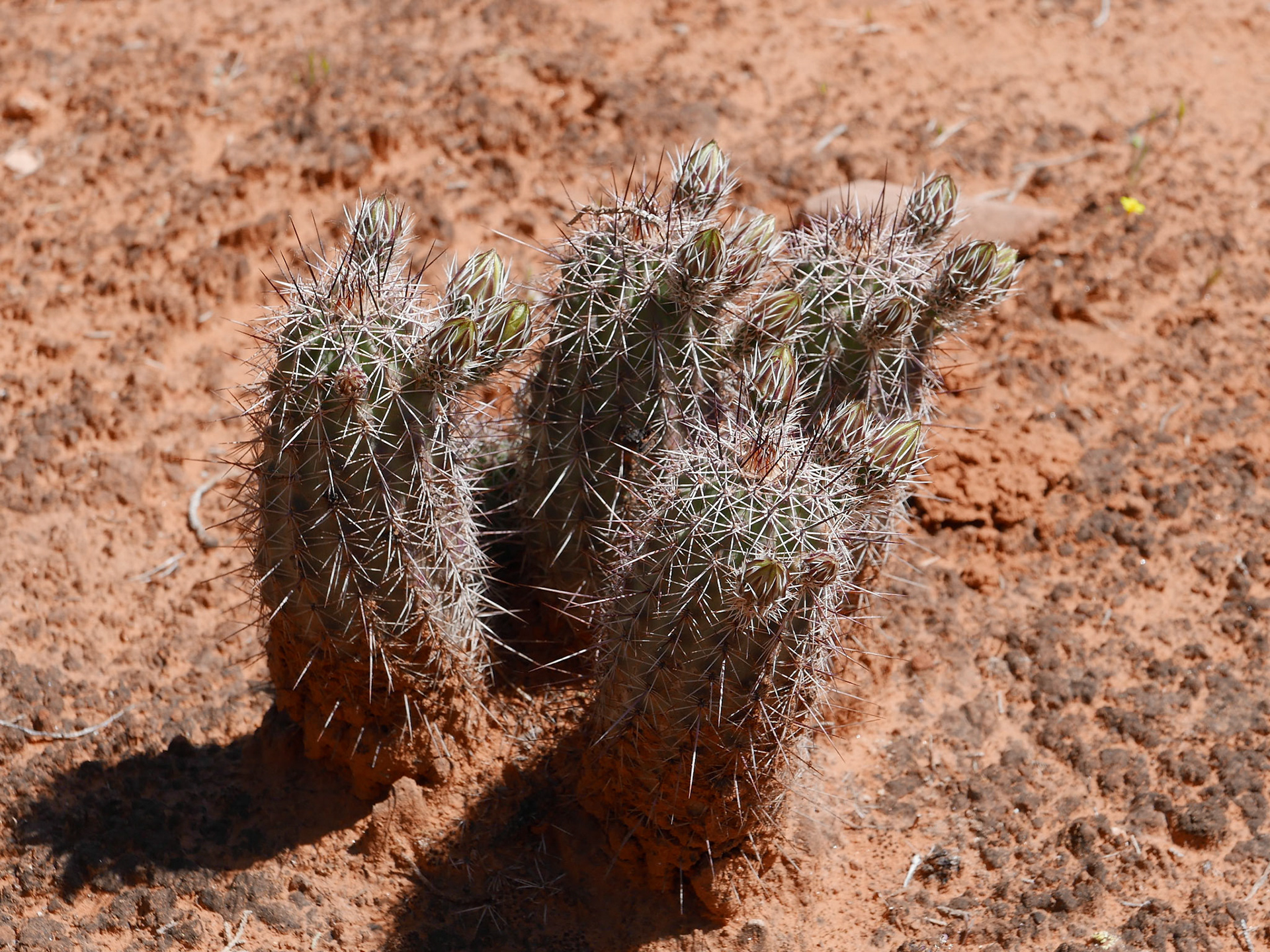 sedona arizona vacation