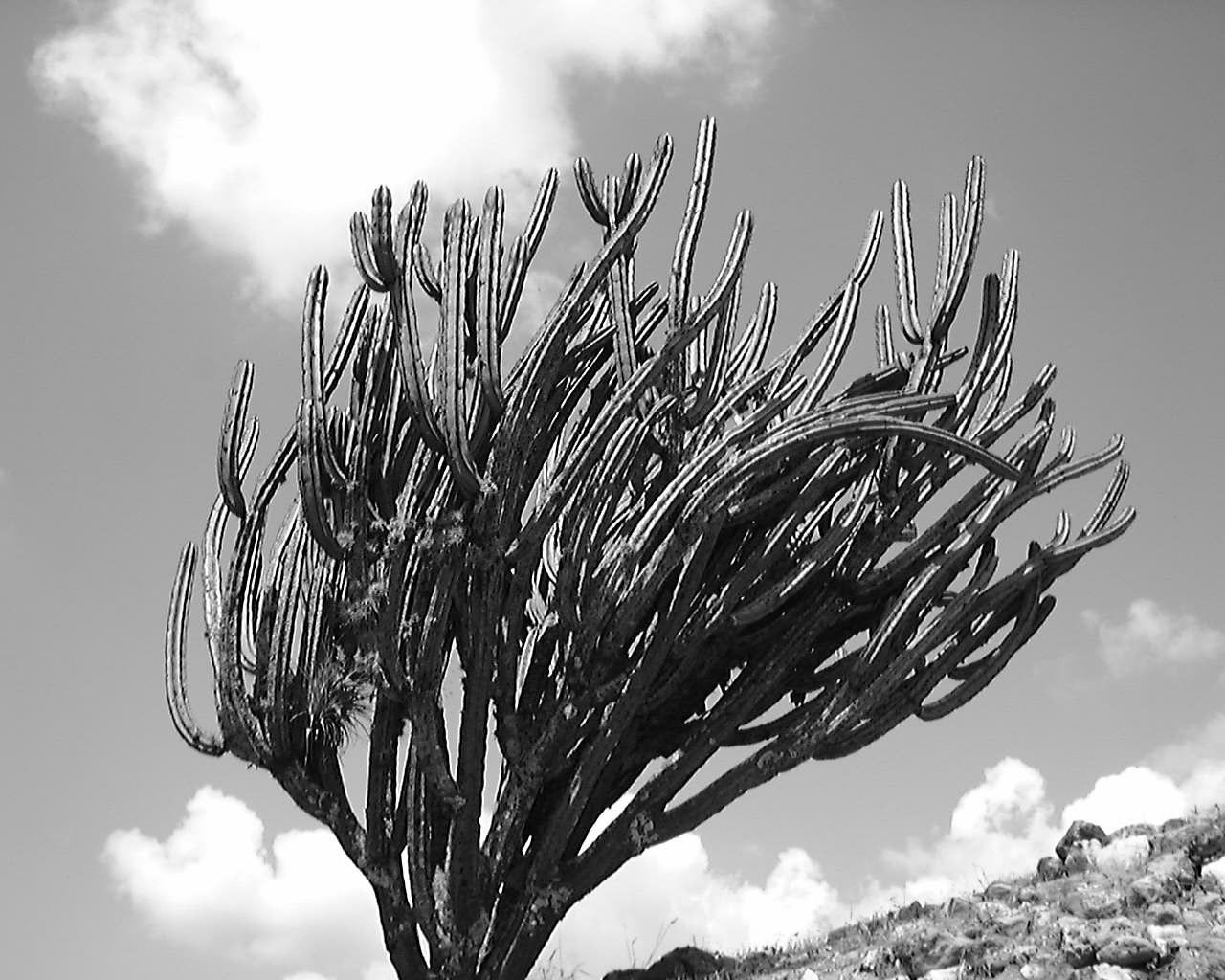 oaxaca 1998