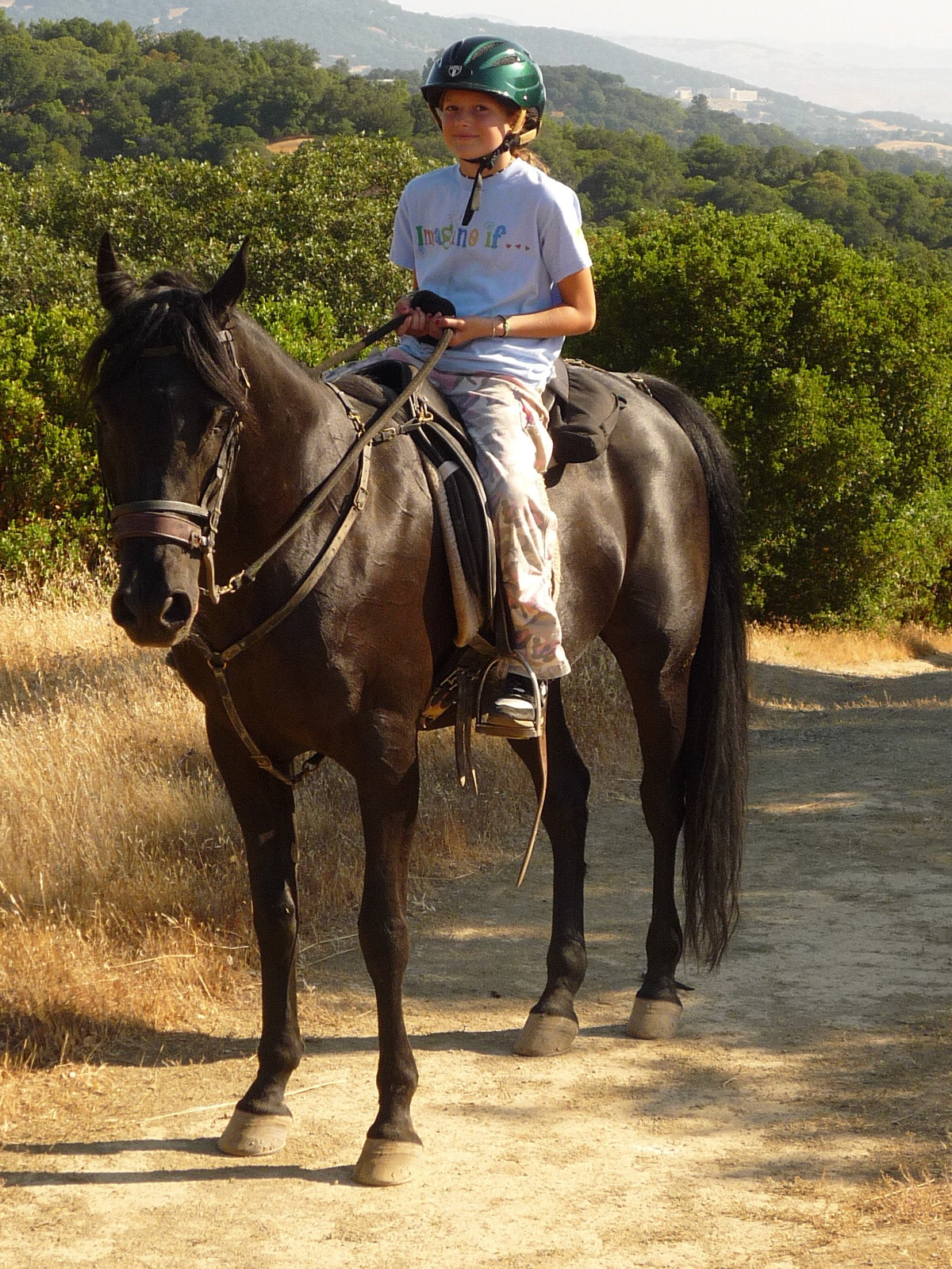 horse