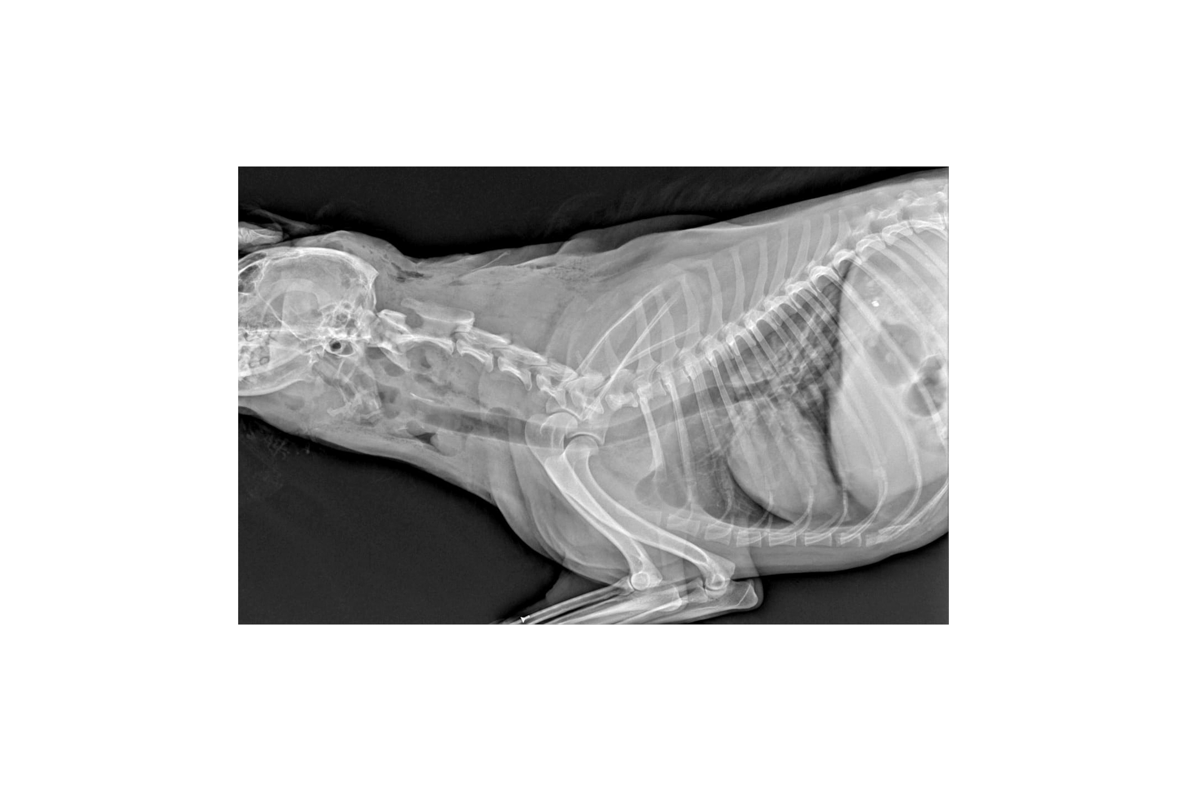 "A husband can be a good accomplice. A son can also be an accomplice. The dog needs the gift of the gab. But the role of primary accomplice is reserved for the brother, the only true witness of the massacre." Alaíde Ventura