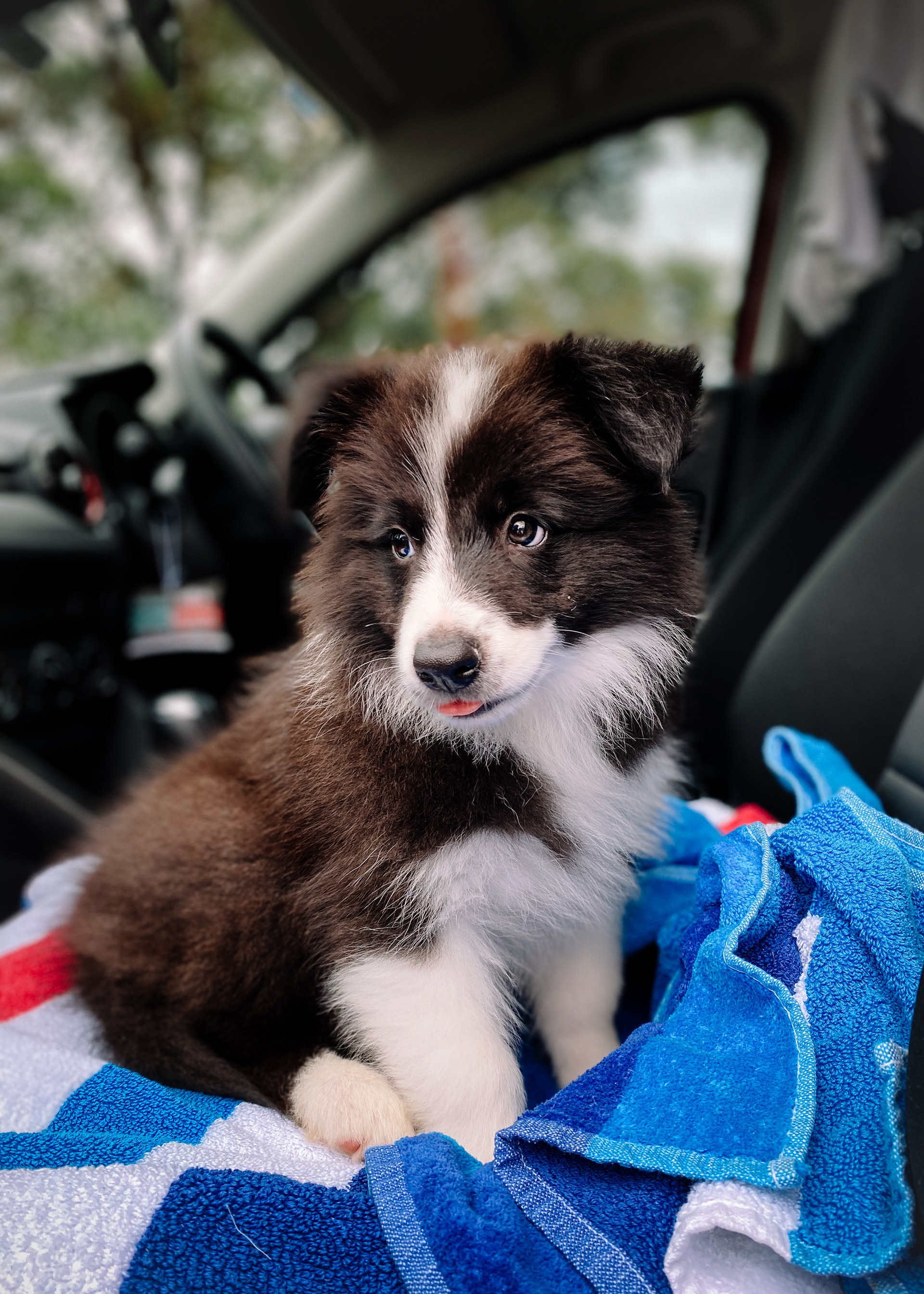 Baby Zola