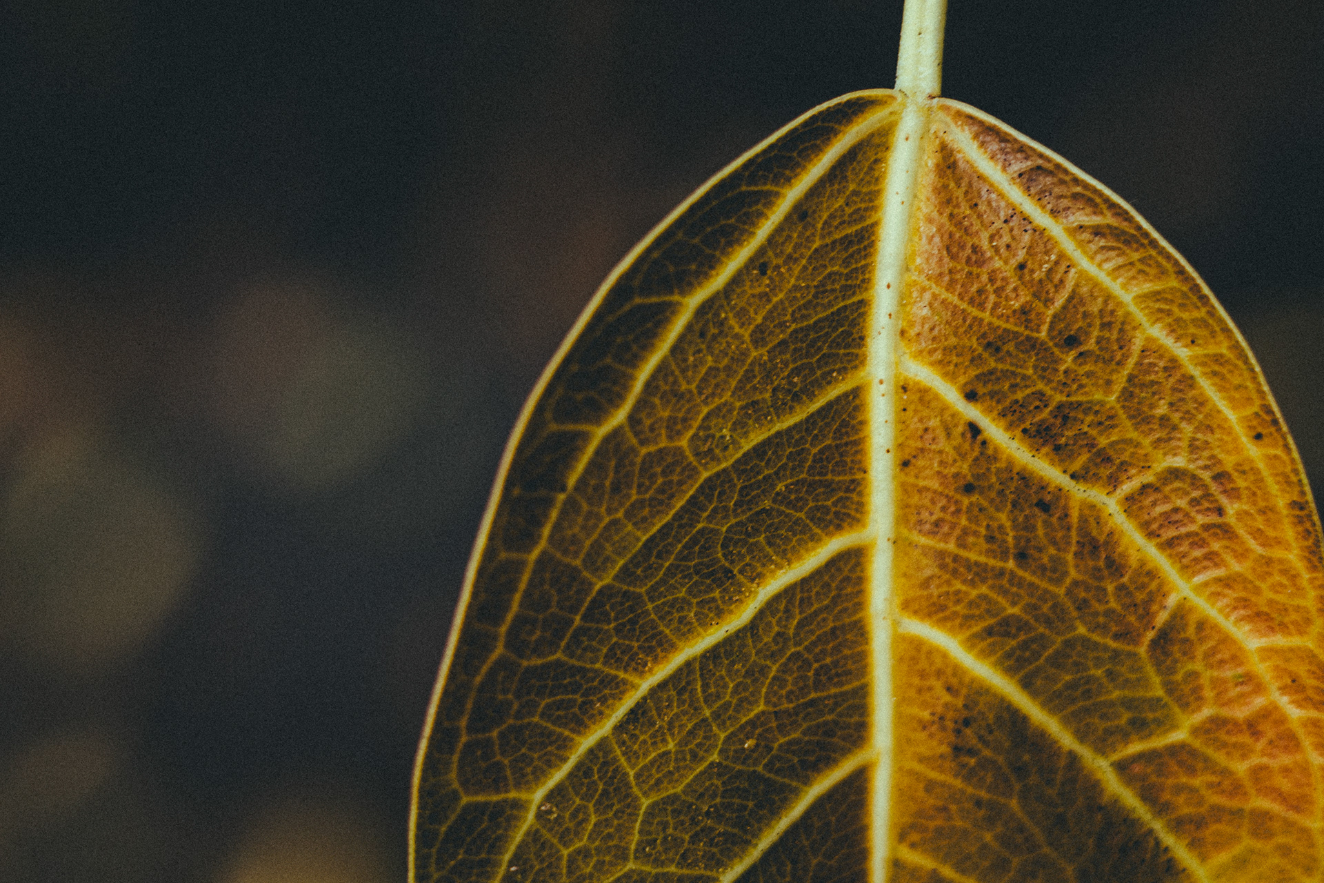 Macro shot of a leaf from Domain Sydney on a walk