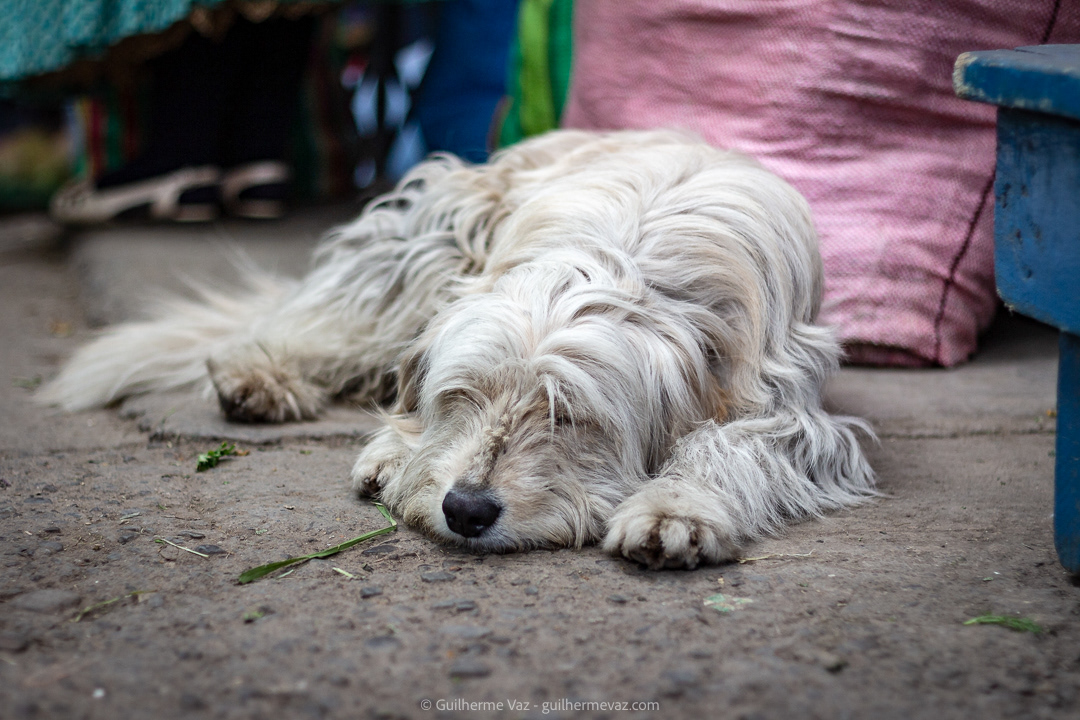 Cachorro de Rua em La Paz