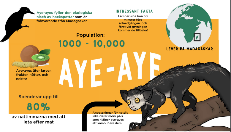 School Assignment: Creating an Infographic on an Endangered Animal. I drew the Aye Aye myself.