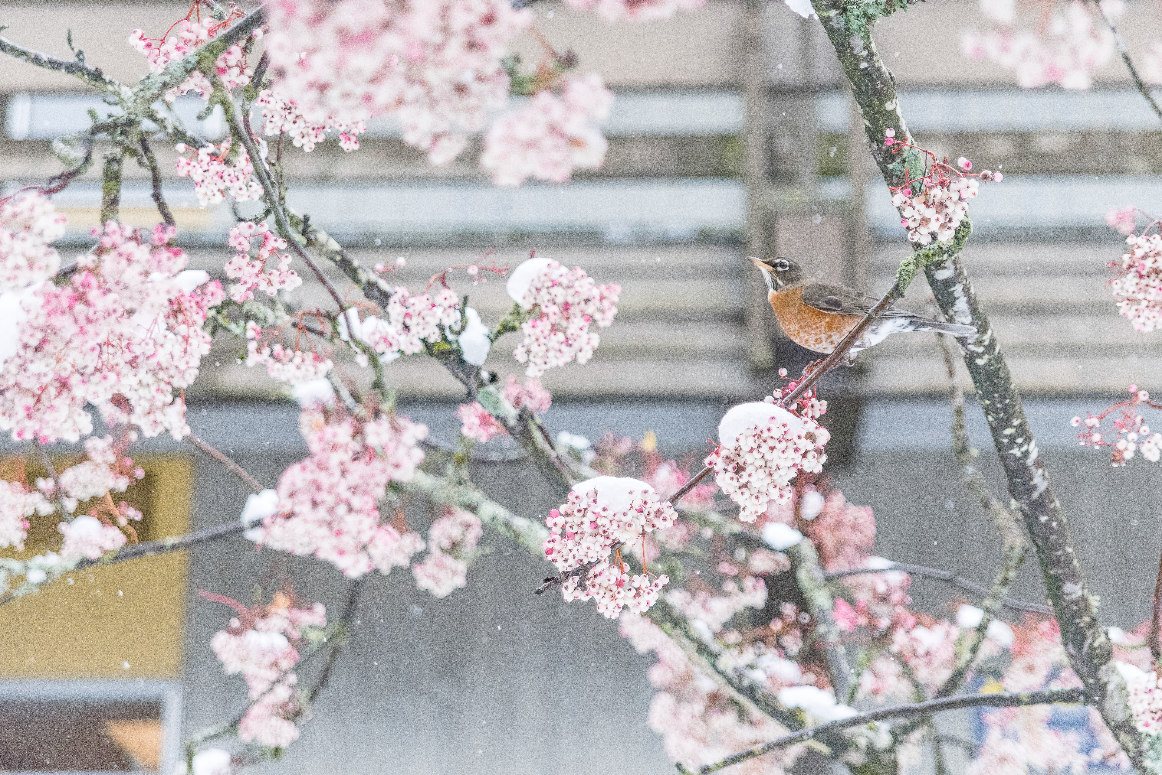 Winter blossoms & birds