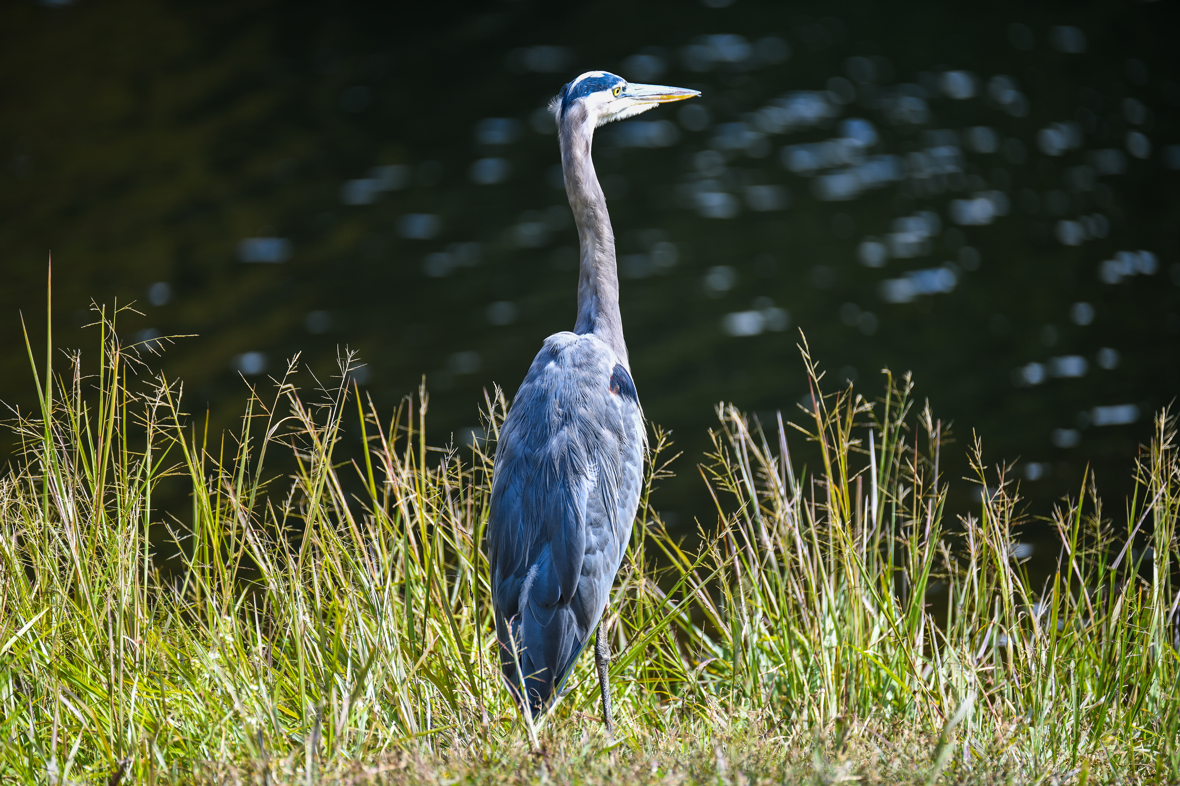 As you can see, there's a reason why they are called Blue Herons.
