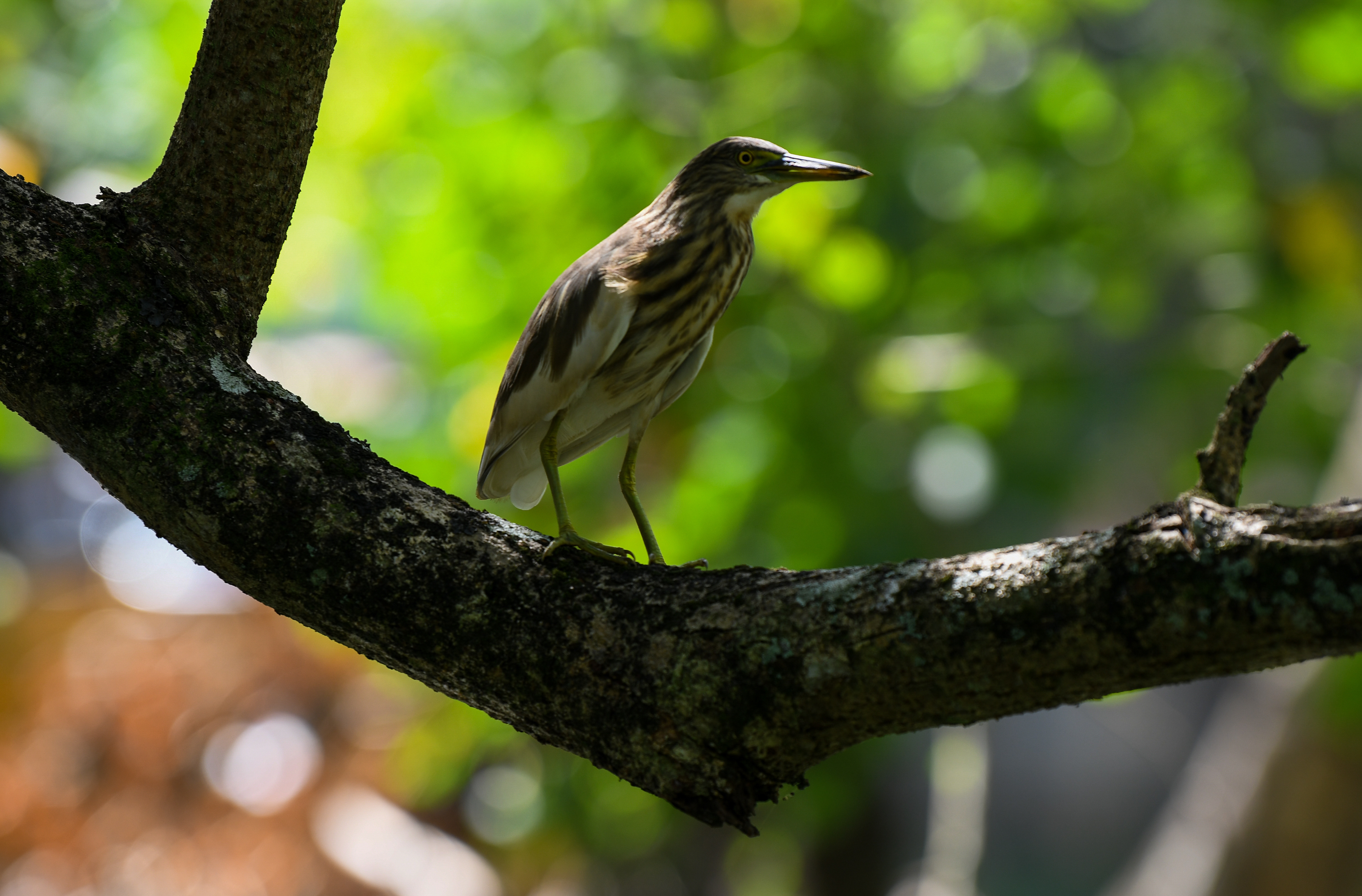 Birds along the canals of Kerala, India. This one is called a Bittern.
