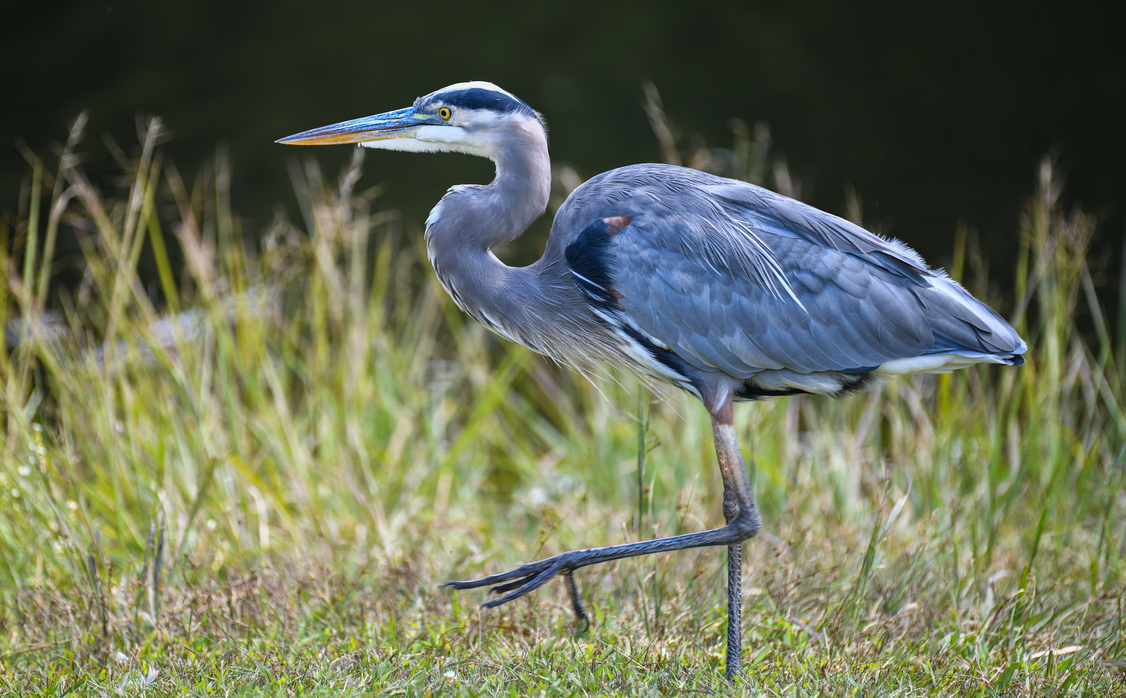 A Blue Heron living up to its namesake. This was taken on a warm (early) September day at Black Rock State Park, Watertown, Connecticut.