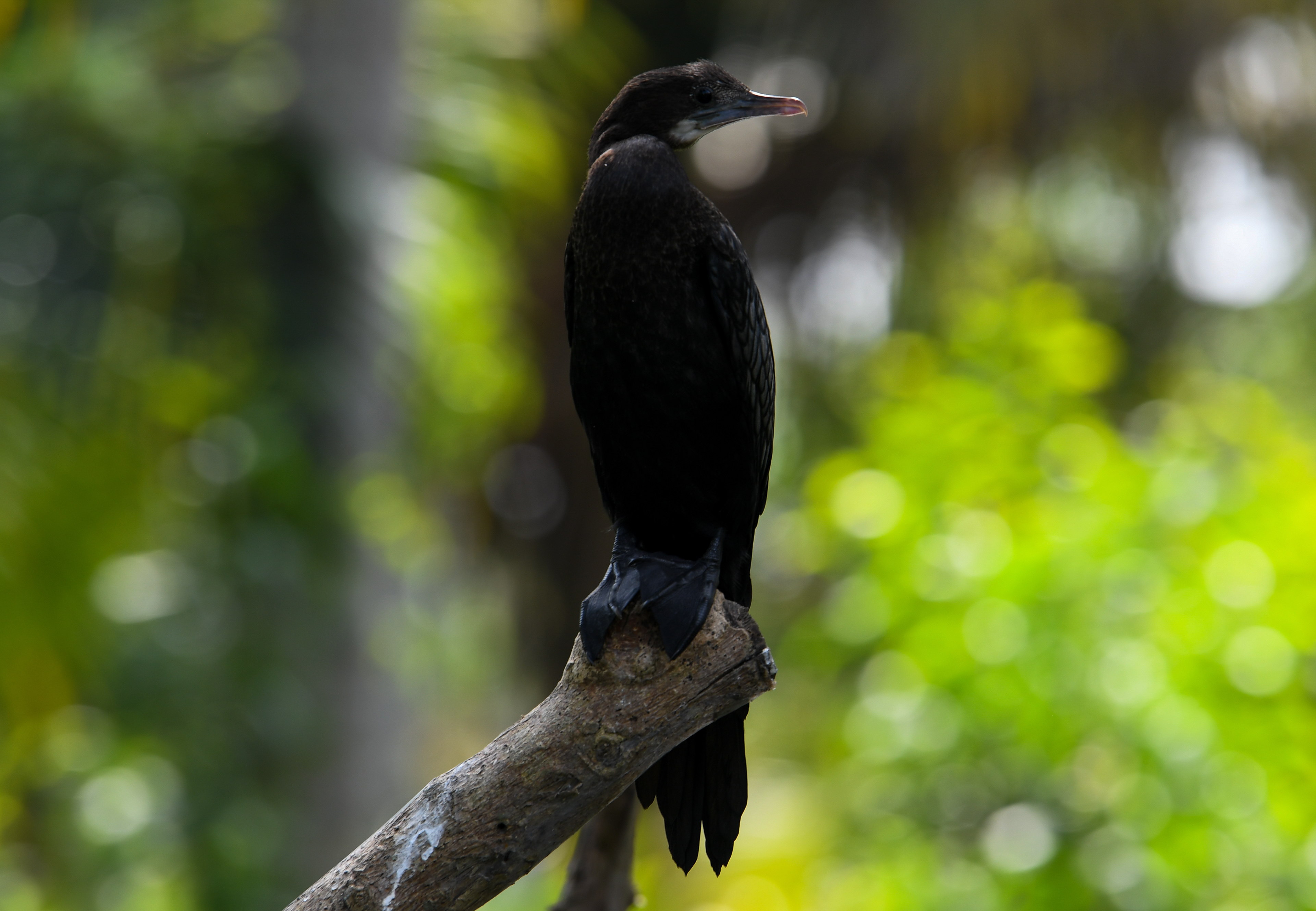 Along the canals of Kerala, India, these birds are called Cormorats or Shag birds. They are underwater swimmers. Notice the web feet.
