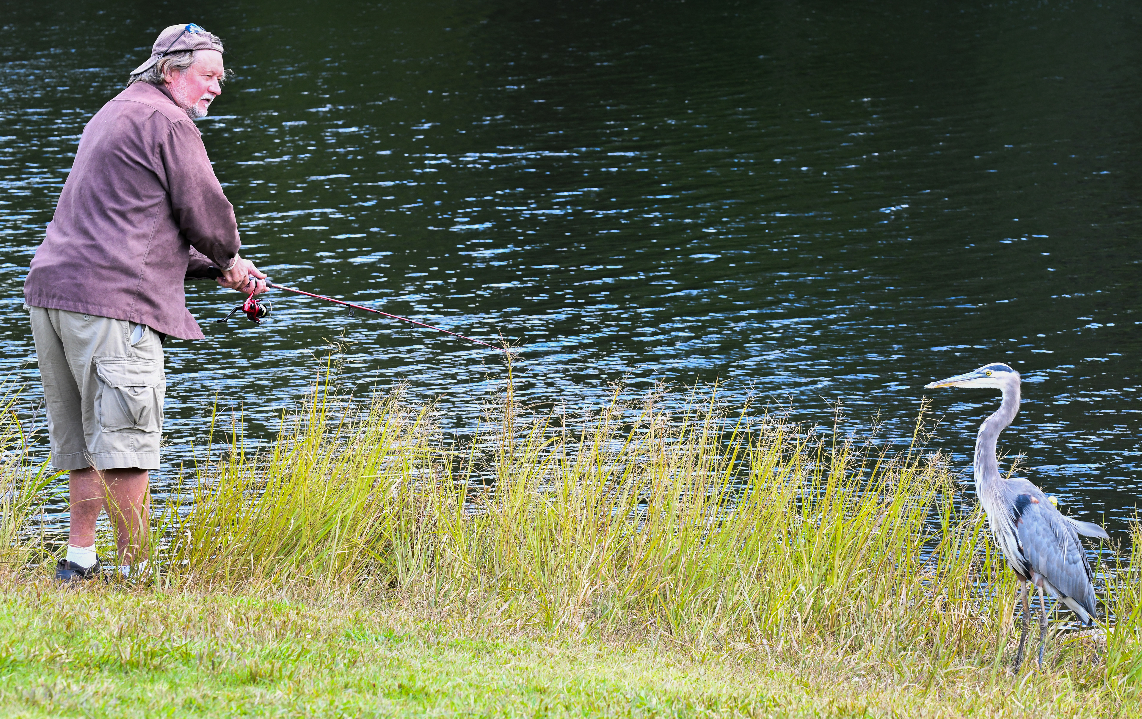 Quite often, Blue Herons will strike up a relationship with folks who fish.