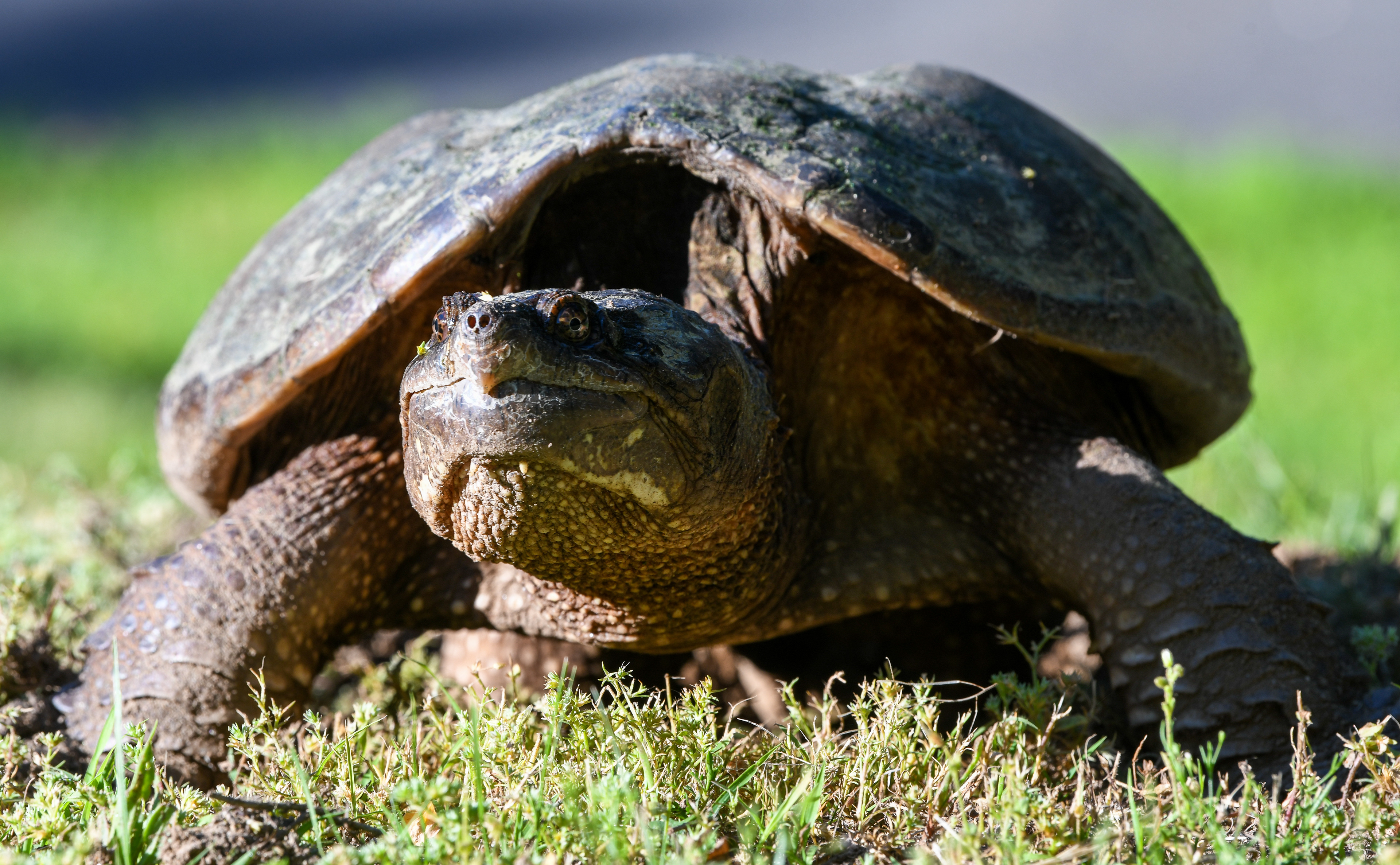 She's a Snapper. Taken at Birge's Pond while she was getting ready to lay her eggs. After I took this photo, I left her alone.