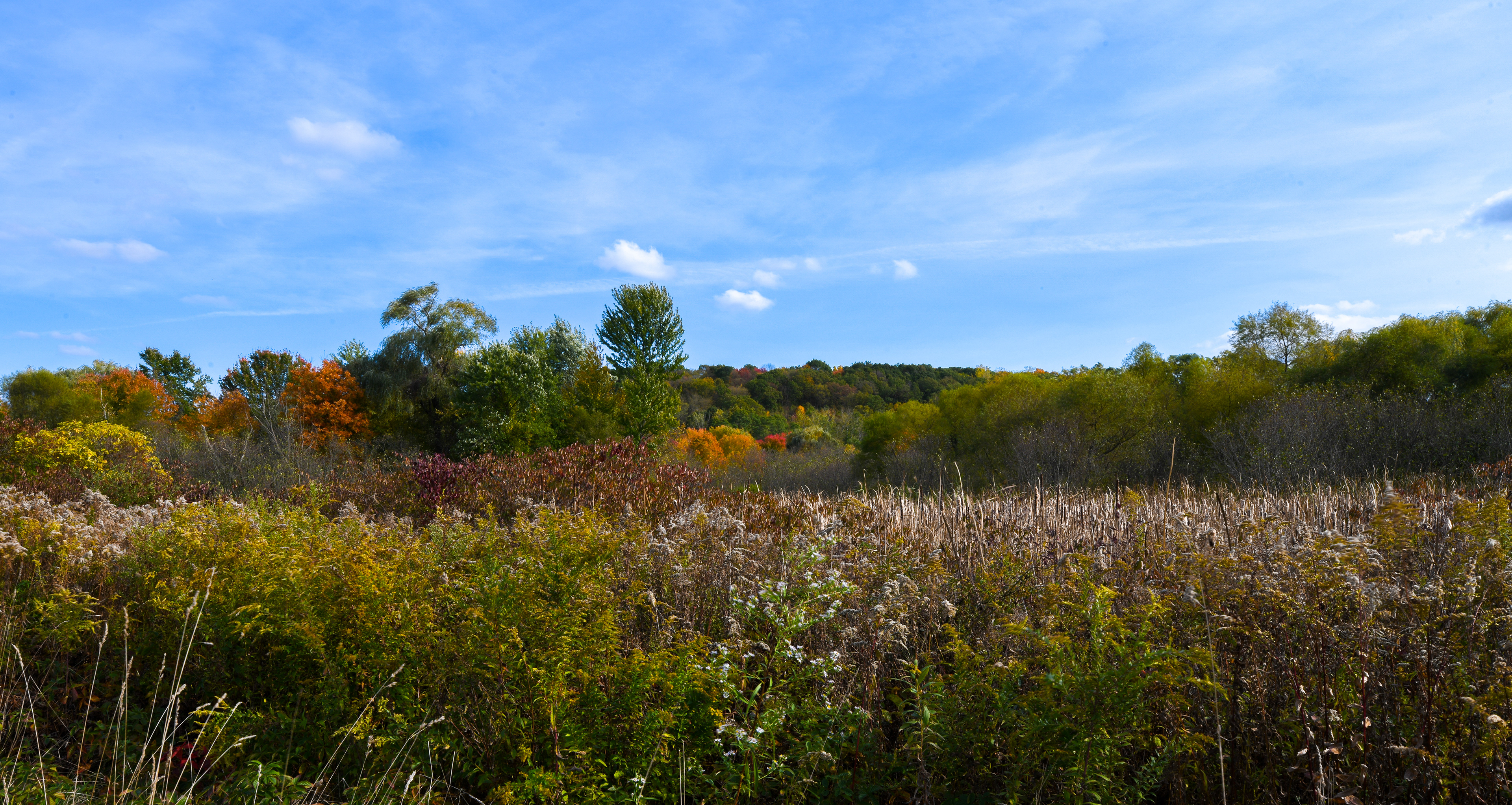 Autumn Meadow - Nelson's Field - Bristol, Connecticut - 2