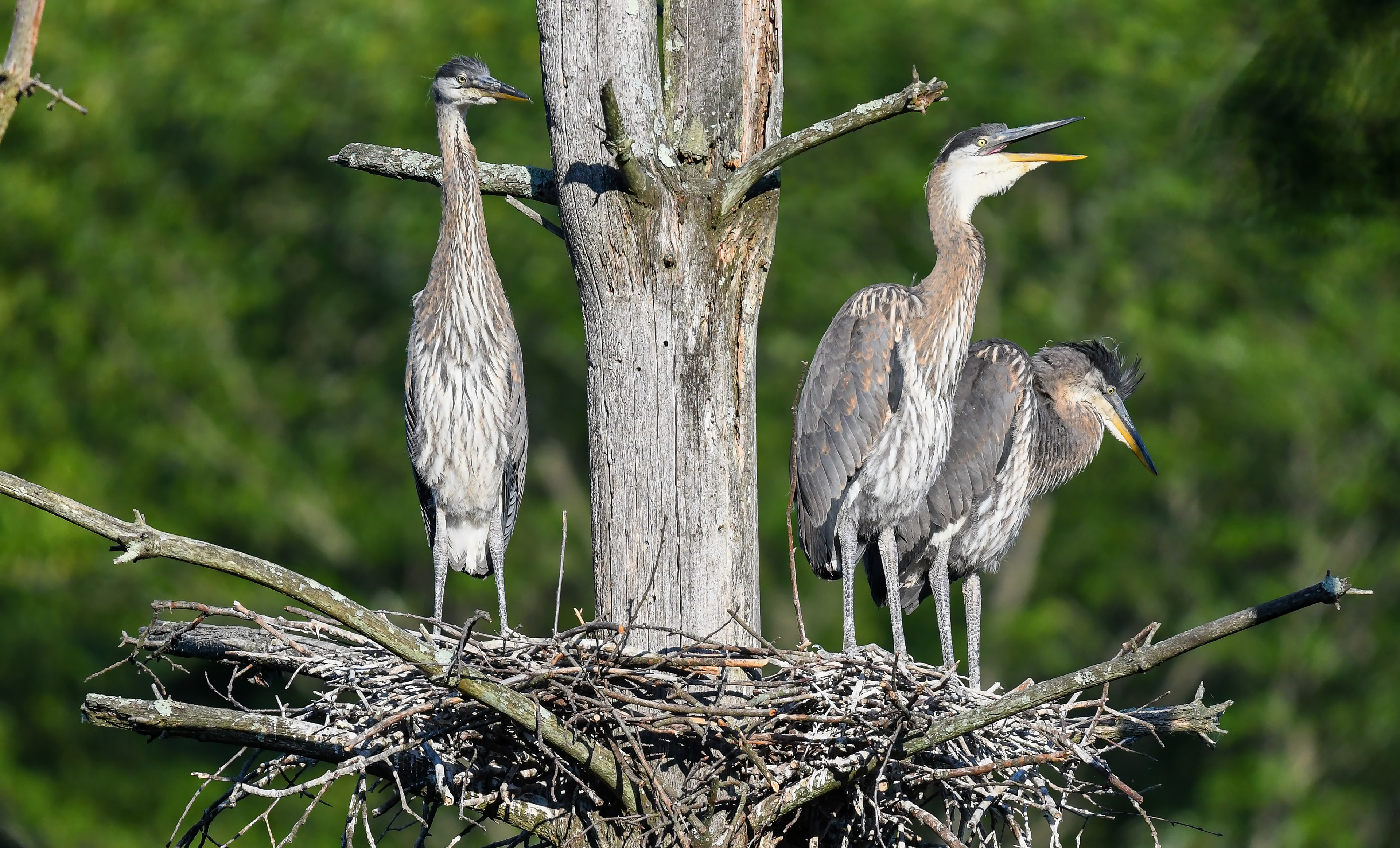 Whenever you see the "fuzz" on their crowns, that means these chick are close to being teenagers.