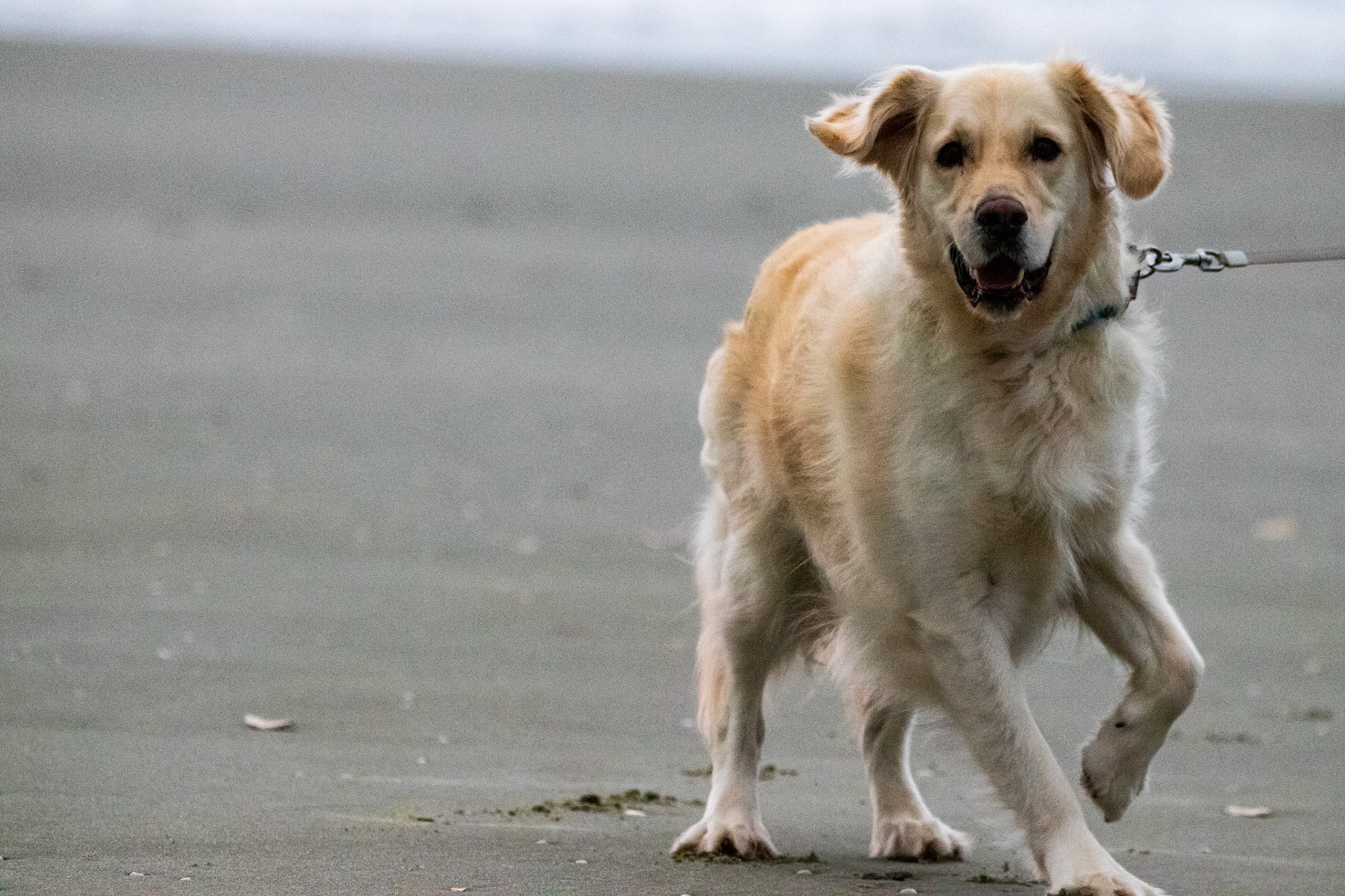 Pretty dog on the beach. It's owner was throwing a frisbee for it and the pup was having a great time.