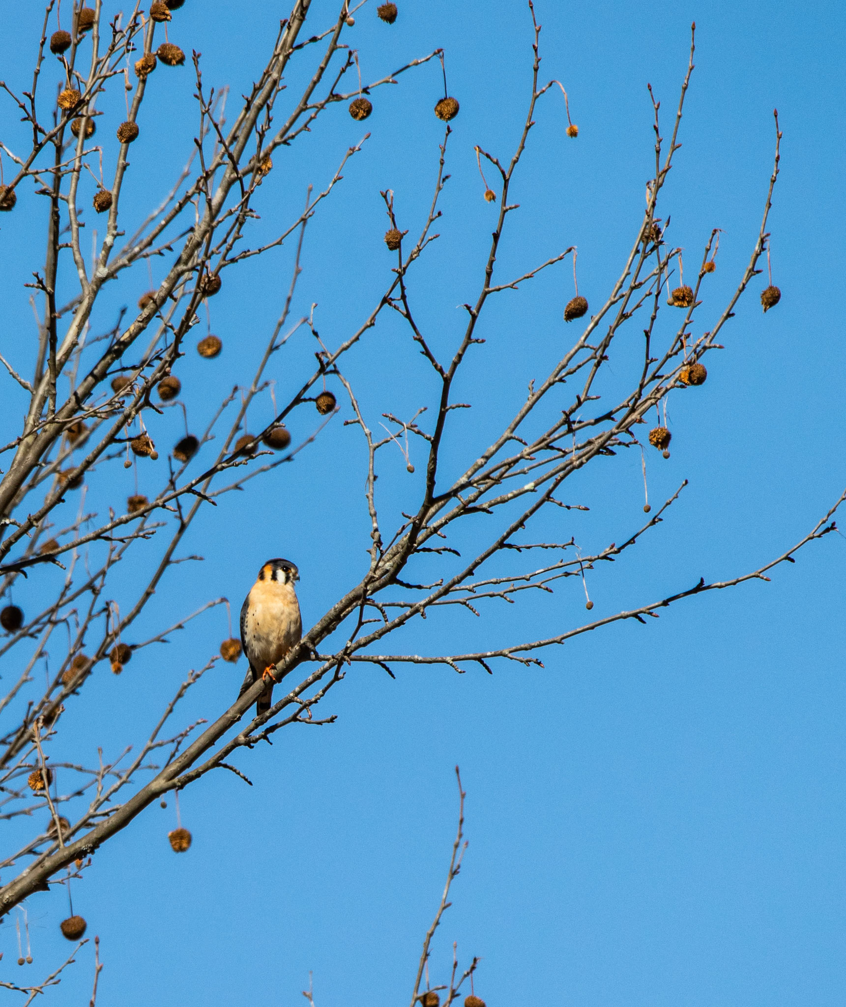 This American Kestrel near my house was my nemesis for quite a while. We would spot it and by the time I would get my camera it would be gone. I think this is one of the first decent pictures I got of it. They are very cool looking little birds.