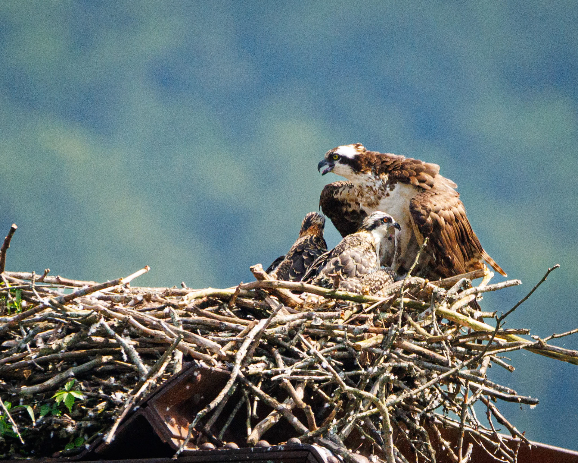 Osprey on the rail bridge at Gauley Bridge with two babies!