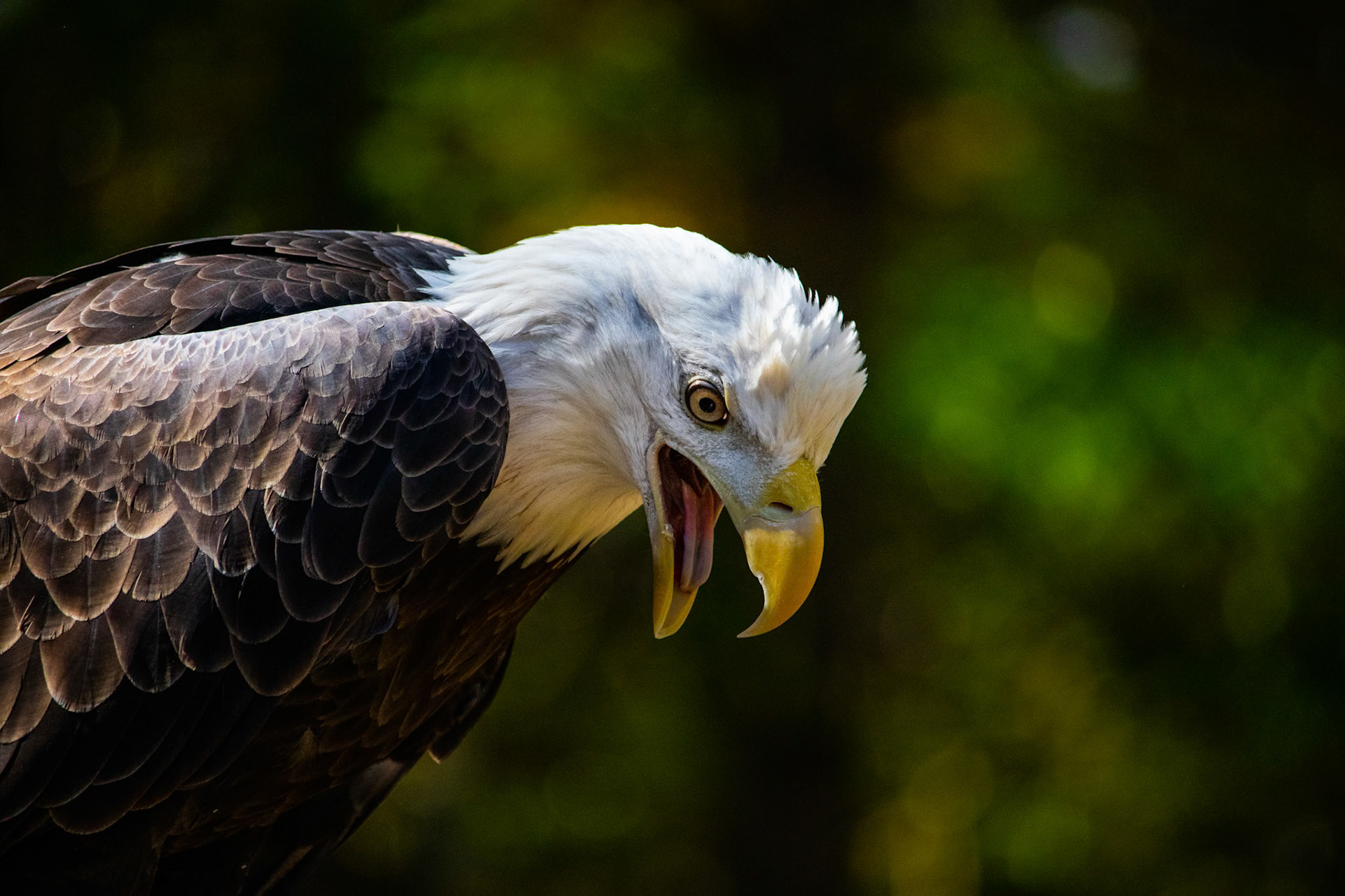 Regis from Three Rivers Avian Center. She had a lot to say that day.