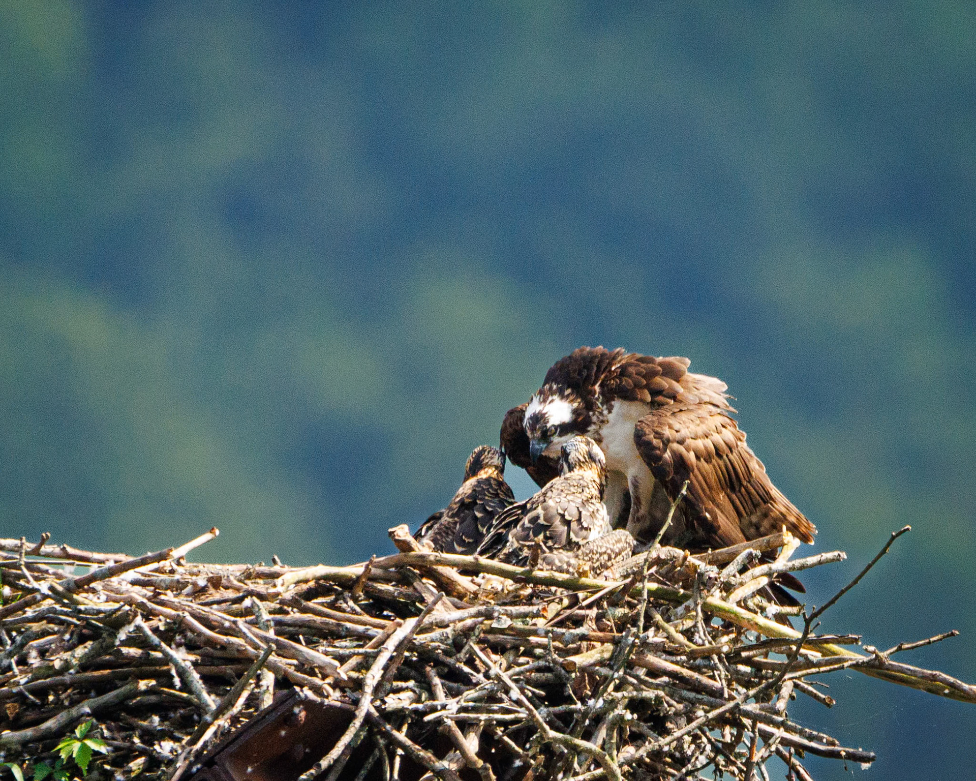 Osprey on the rail bridge at Gauley Bridge with two babies!