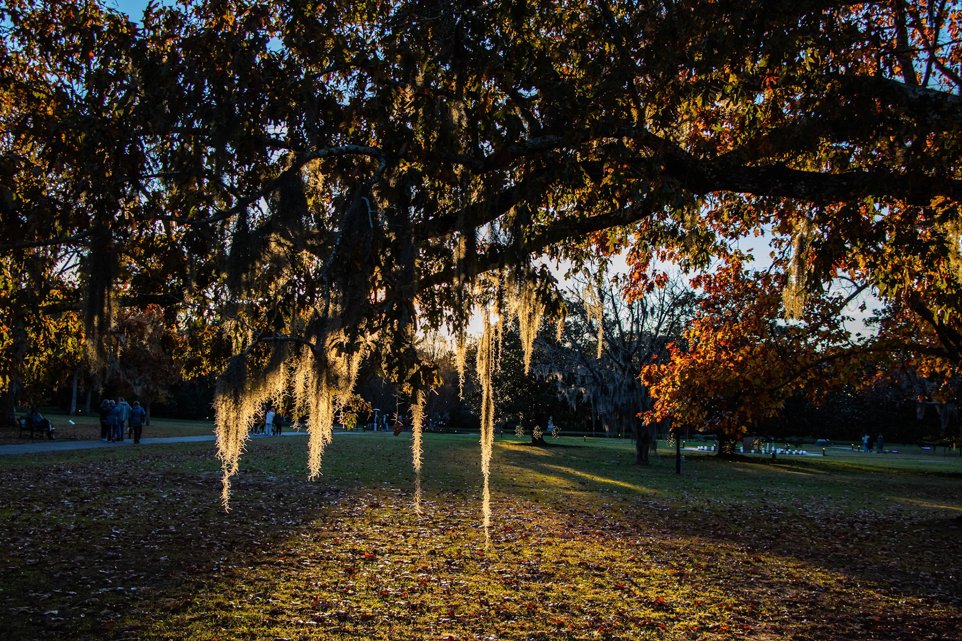 Brookgreen Gardens in Murrell's Inlet, SC at sunset