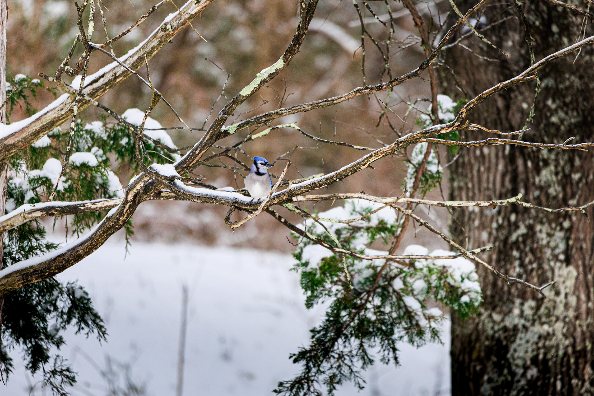 We have a few Blue Jays around our house and I'm still not thrilled with the pictures I've gotten of them. I think this is one of the better ones I've gotten though.