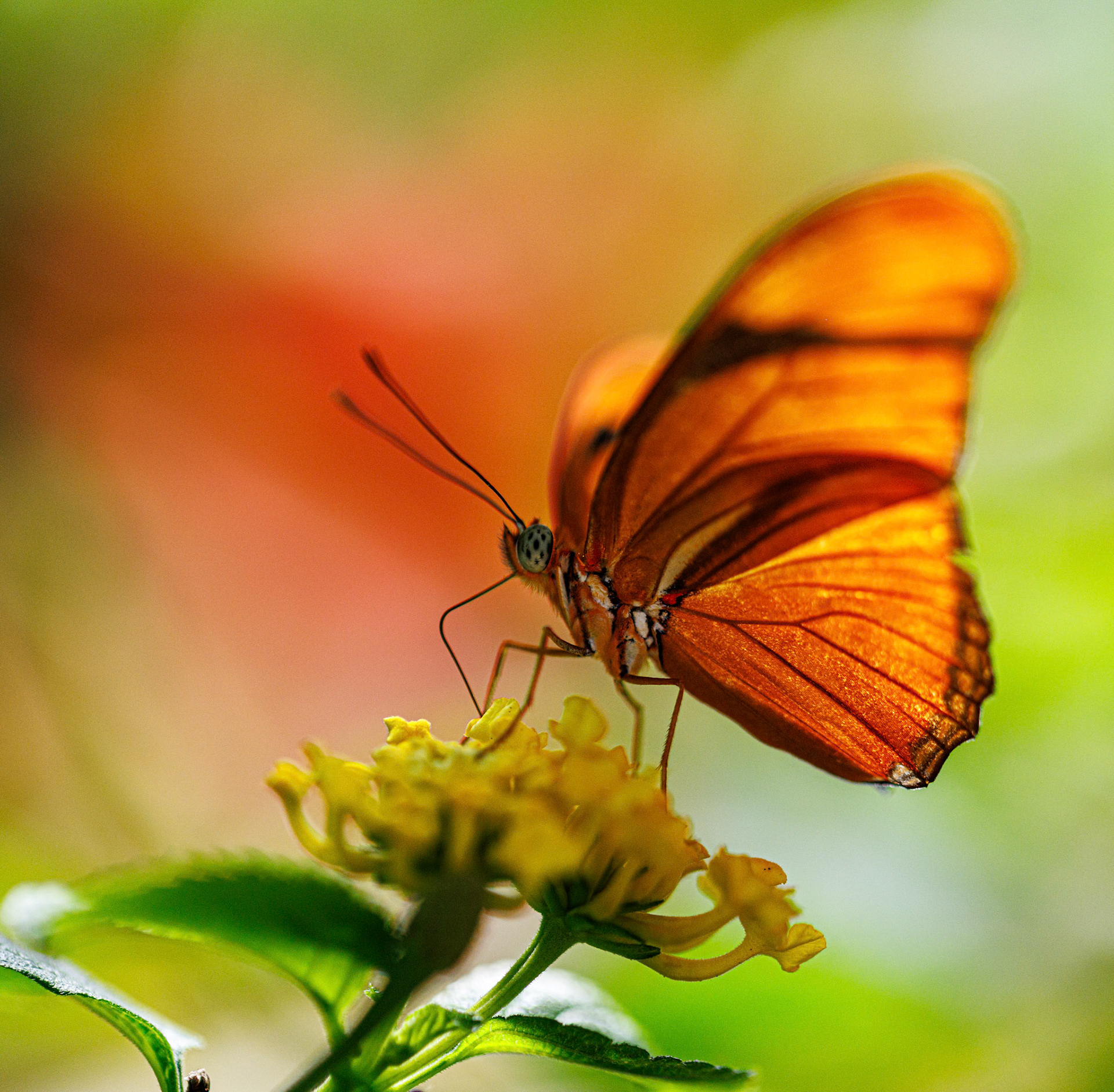 Franklin Park Conservatory Blooms and Butterflies exhibit, 2025