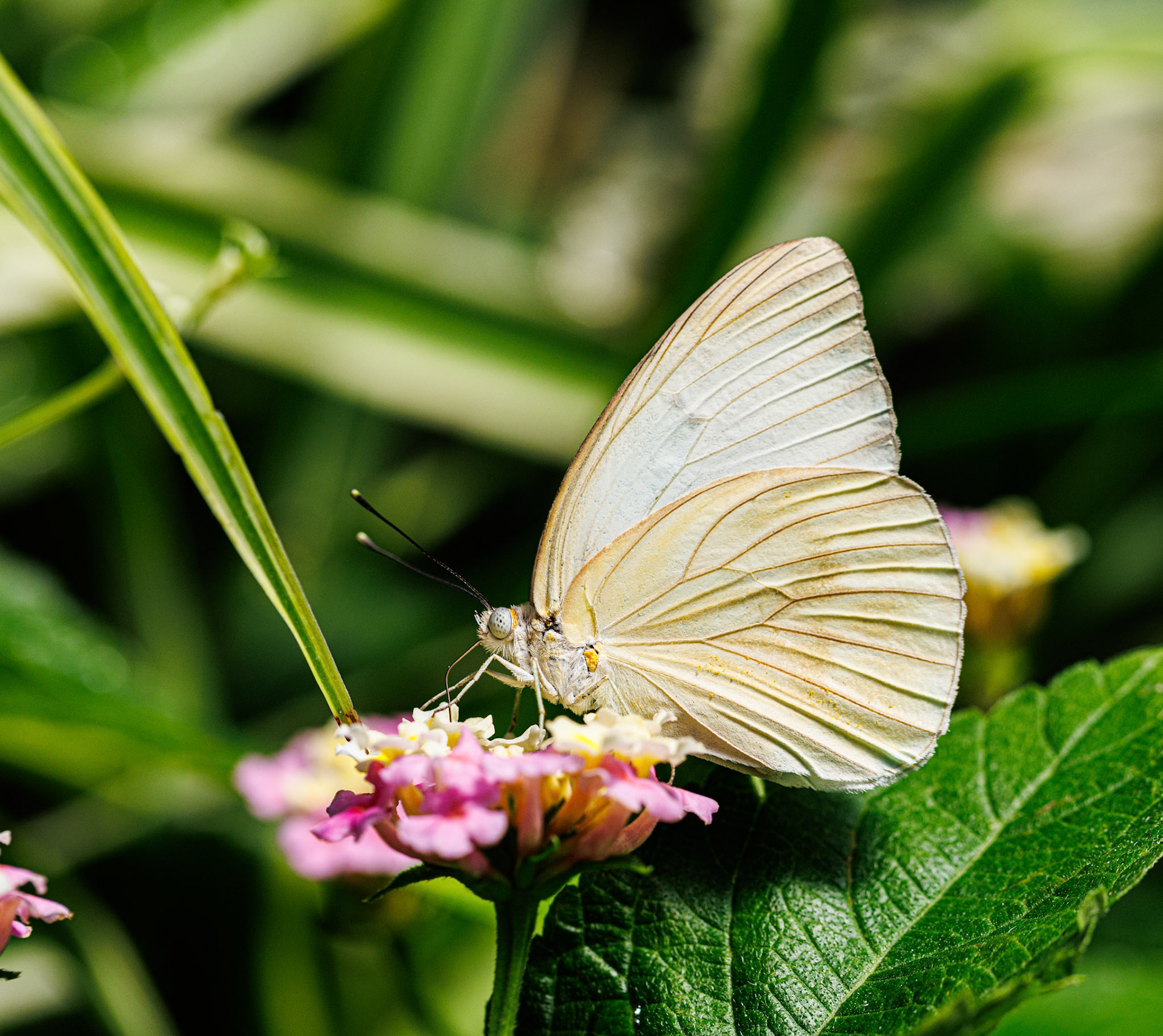 Franklin Park Conservatory Blooms and Butterflies exhibit, 2025