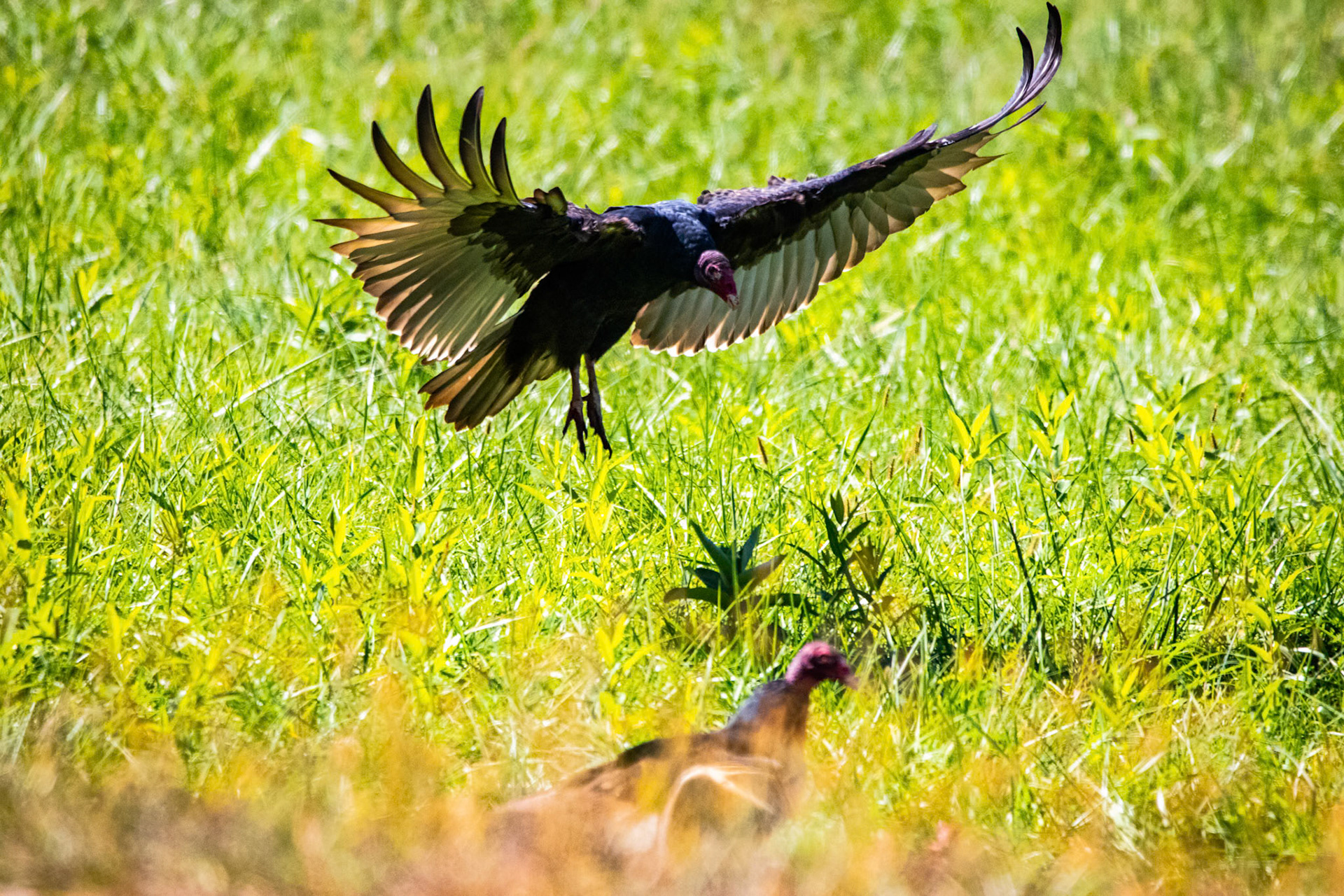 Turkey Vulture near my house landing to check out a dead deer. The wingspan and size of these birds is always wild to see in person.