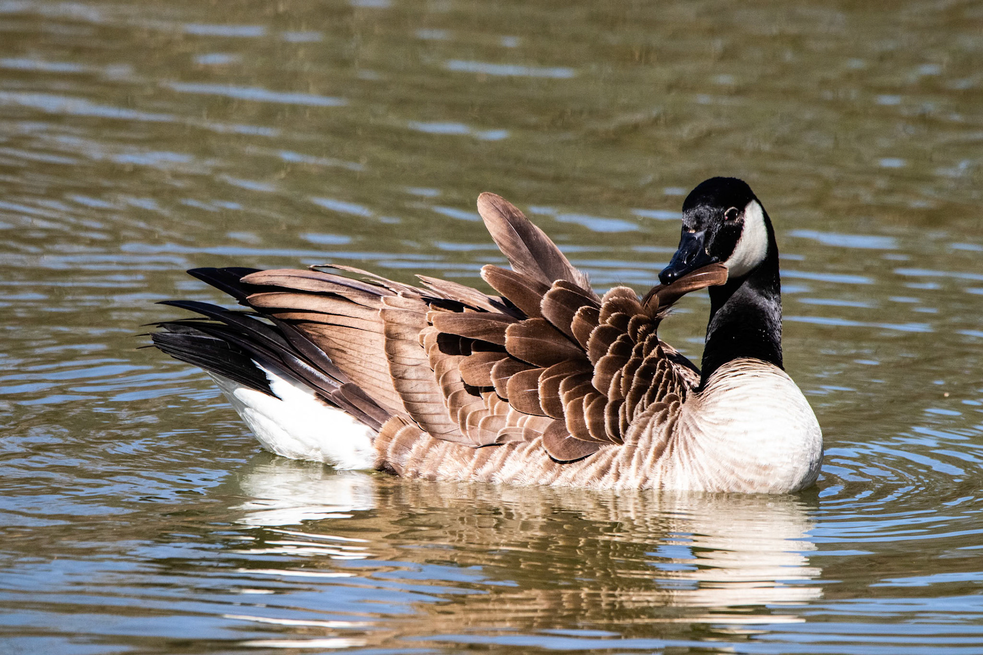 I believe this was in the pond beside Blenko Glass Company in Milton, WV.