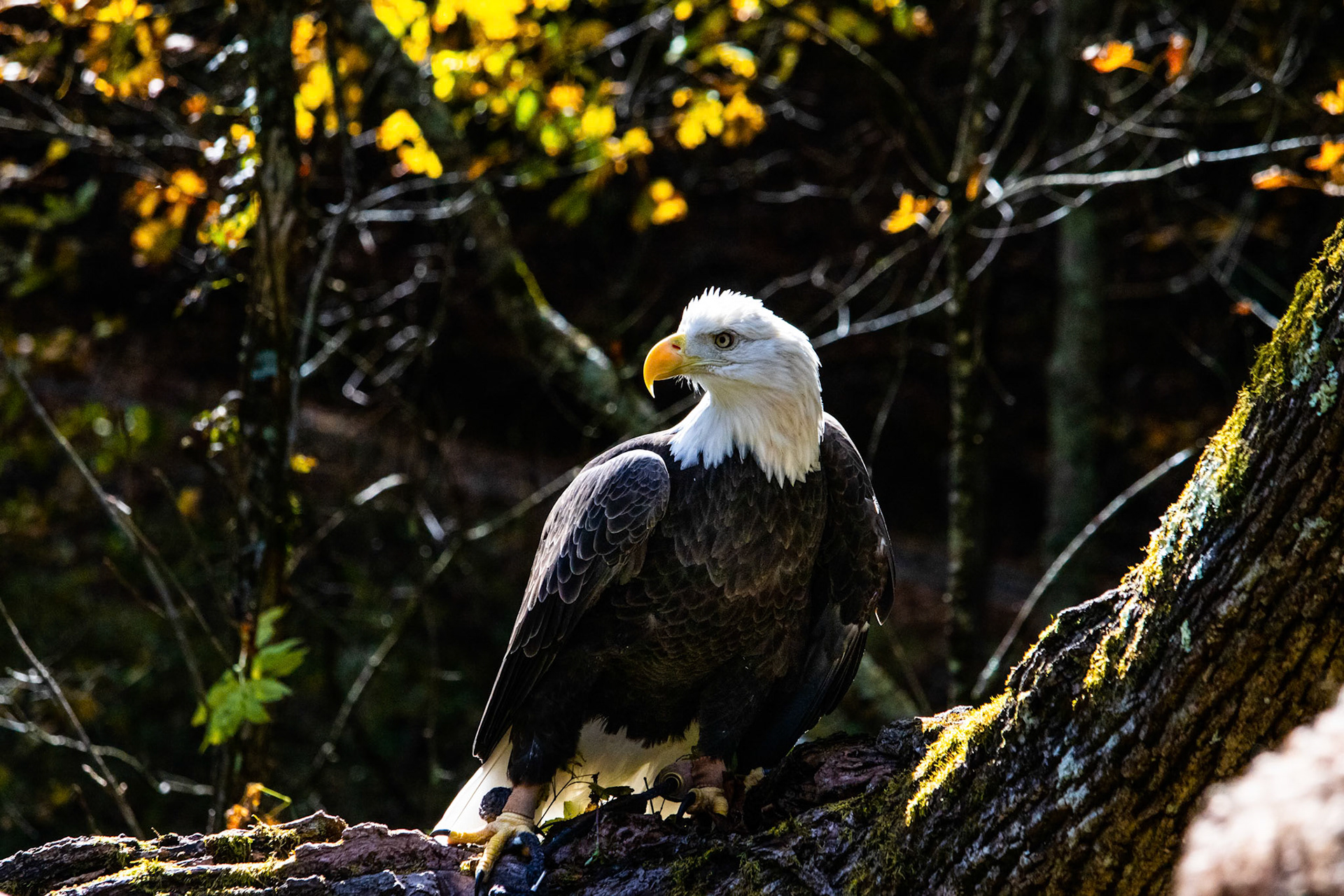 Regis from Three Rivers Avian Center. She had a lot to say that day.