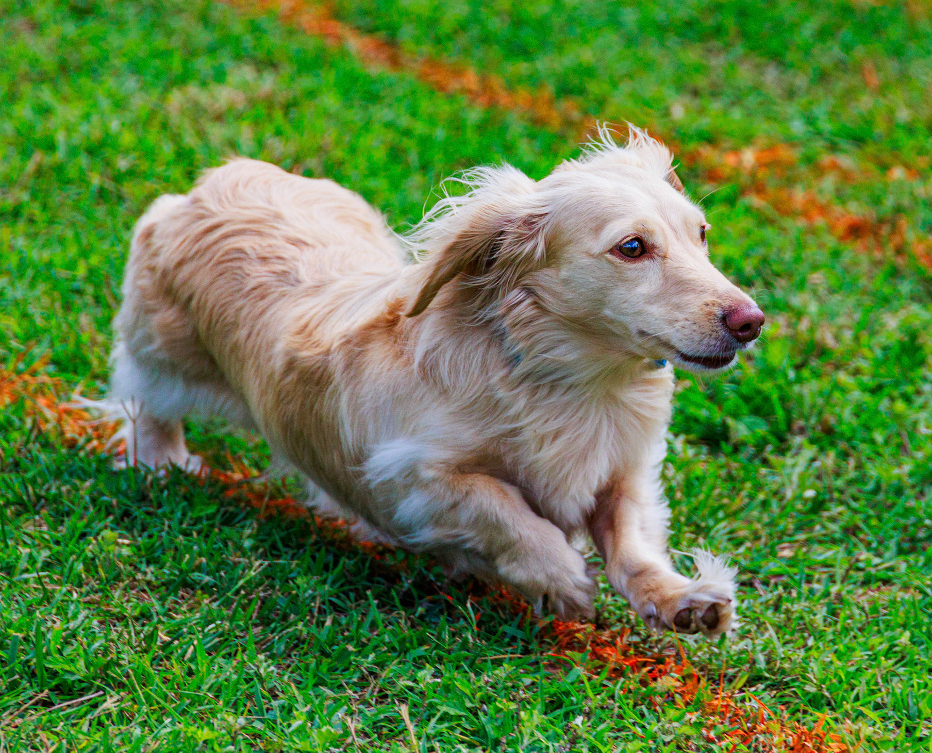 Love long hair Dachshunds. weenie dog races, Regatta 2024