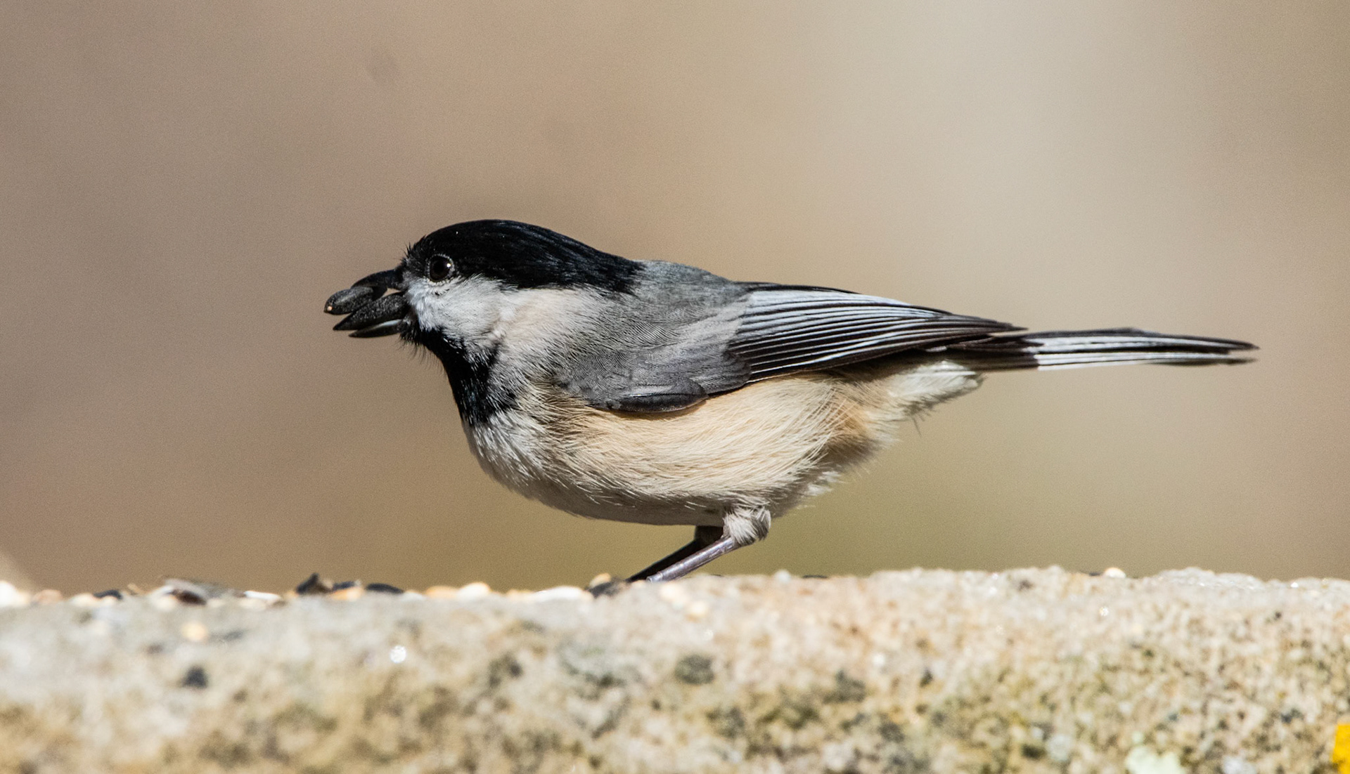Greedy little Chickadee stuffing two seeds in it's beak at a time