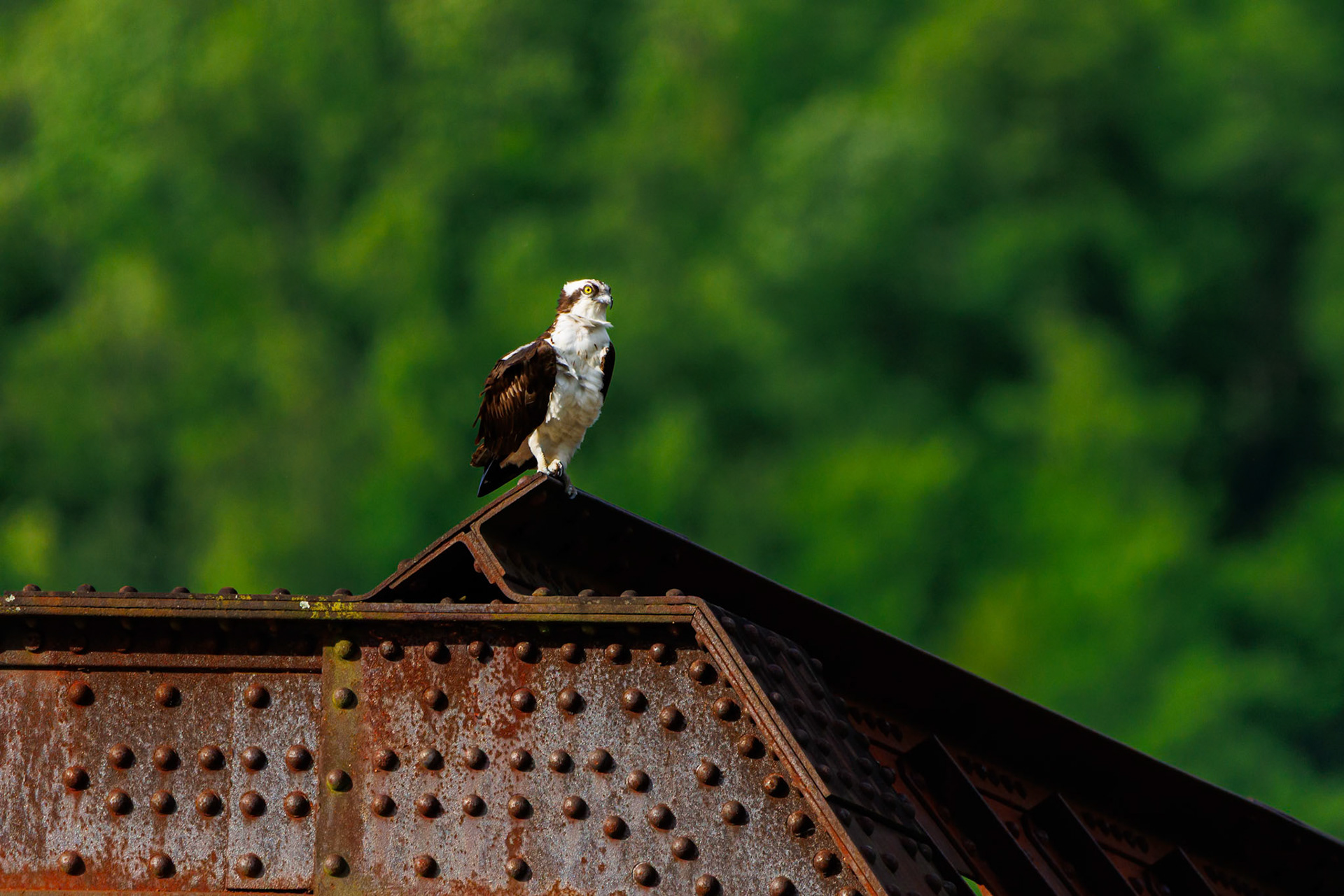 Osprey on the rail bridge at Gauley Bridge