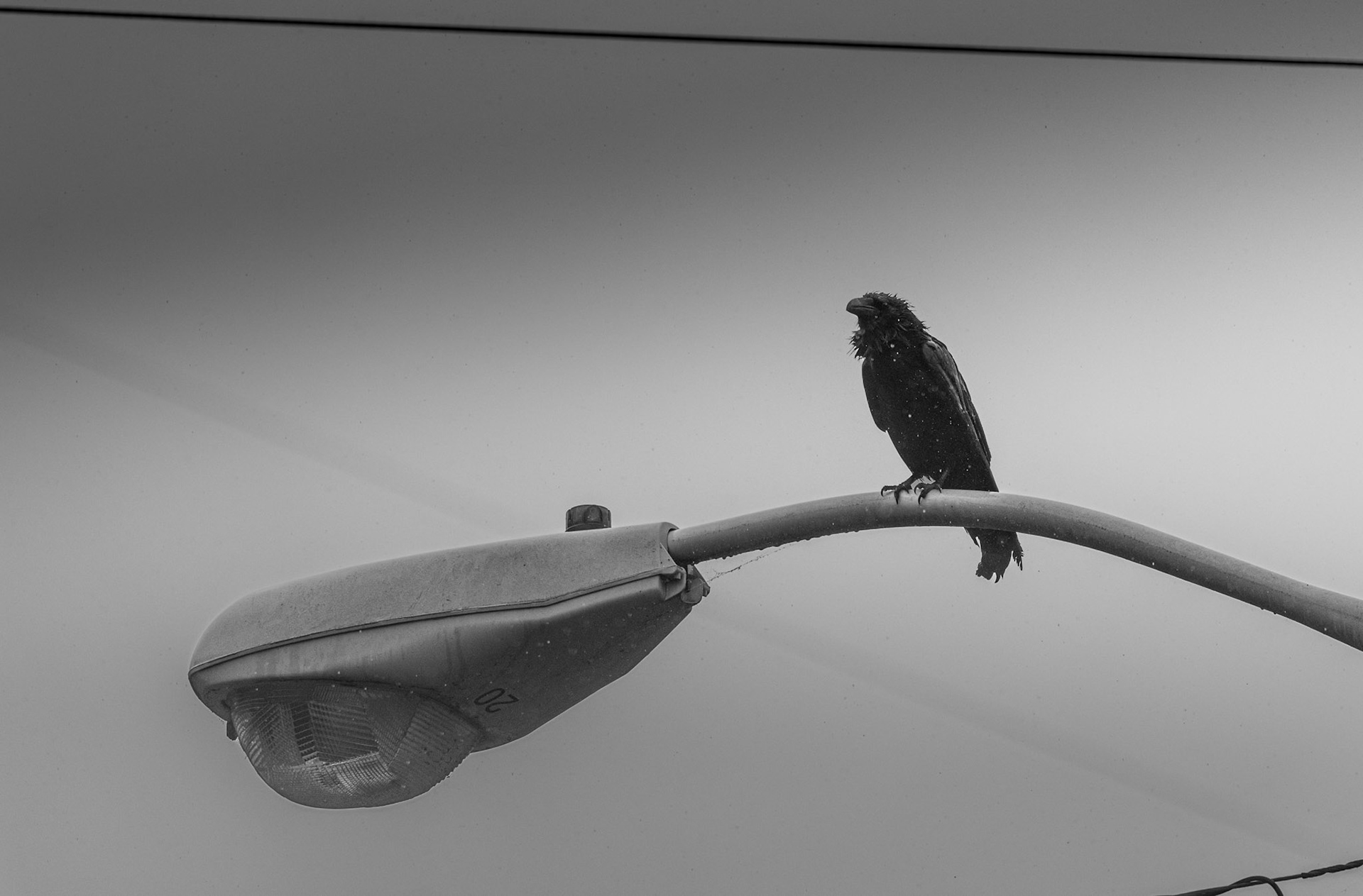 This Common Raven (which actually isn't very common in WV) was perched on this light pole in the rain on Rt. 60 near Kanawha Falls, WV. Love how moody this picture is.