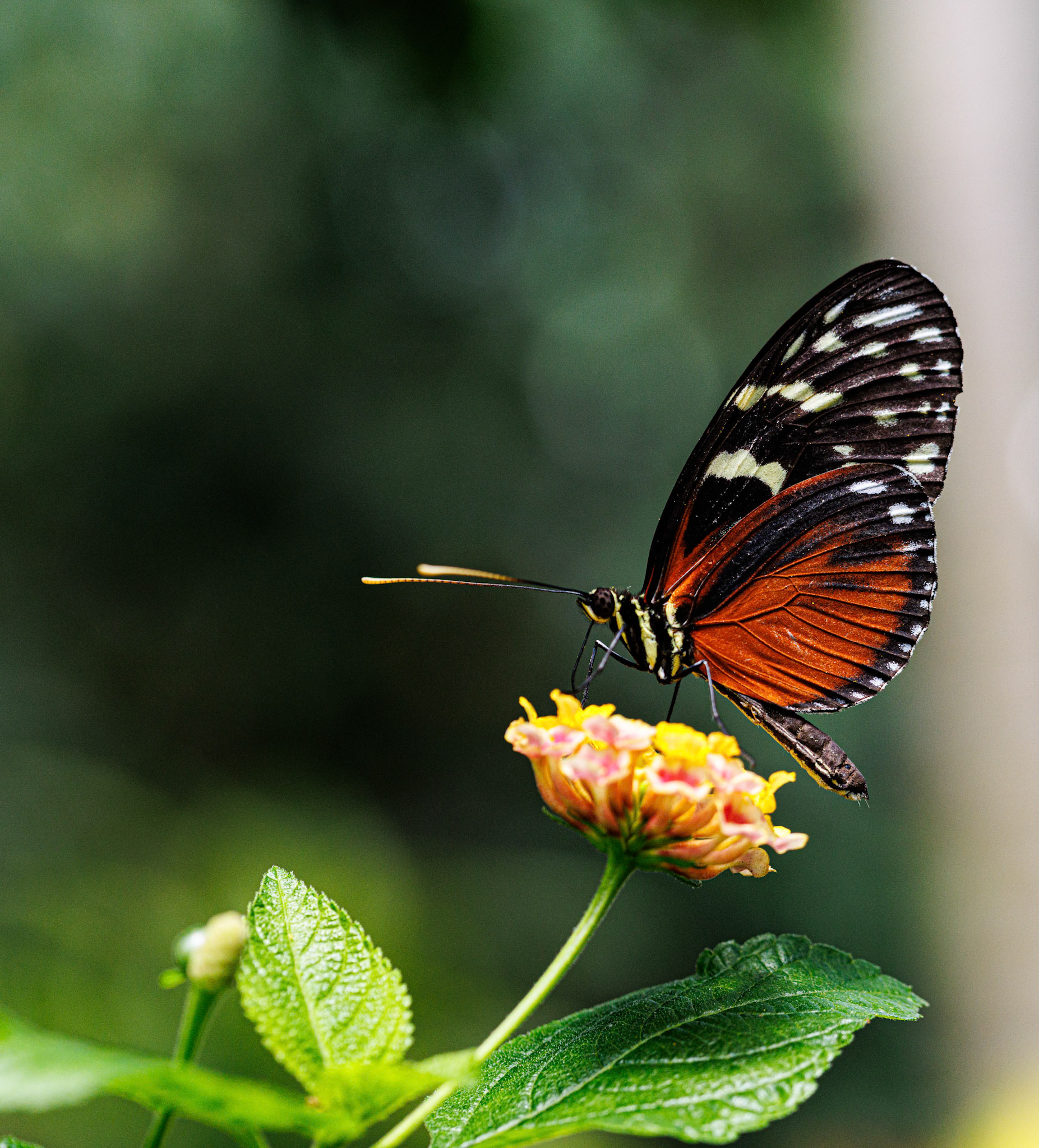 Franklin Park Conservatory Blooms and Butterflies exhibit, 2025