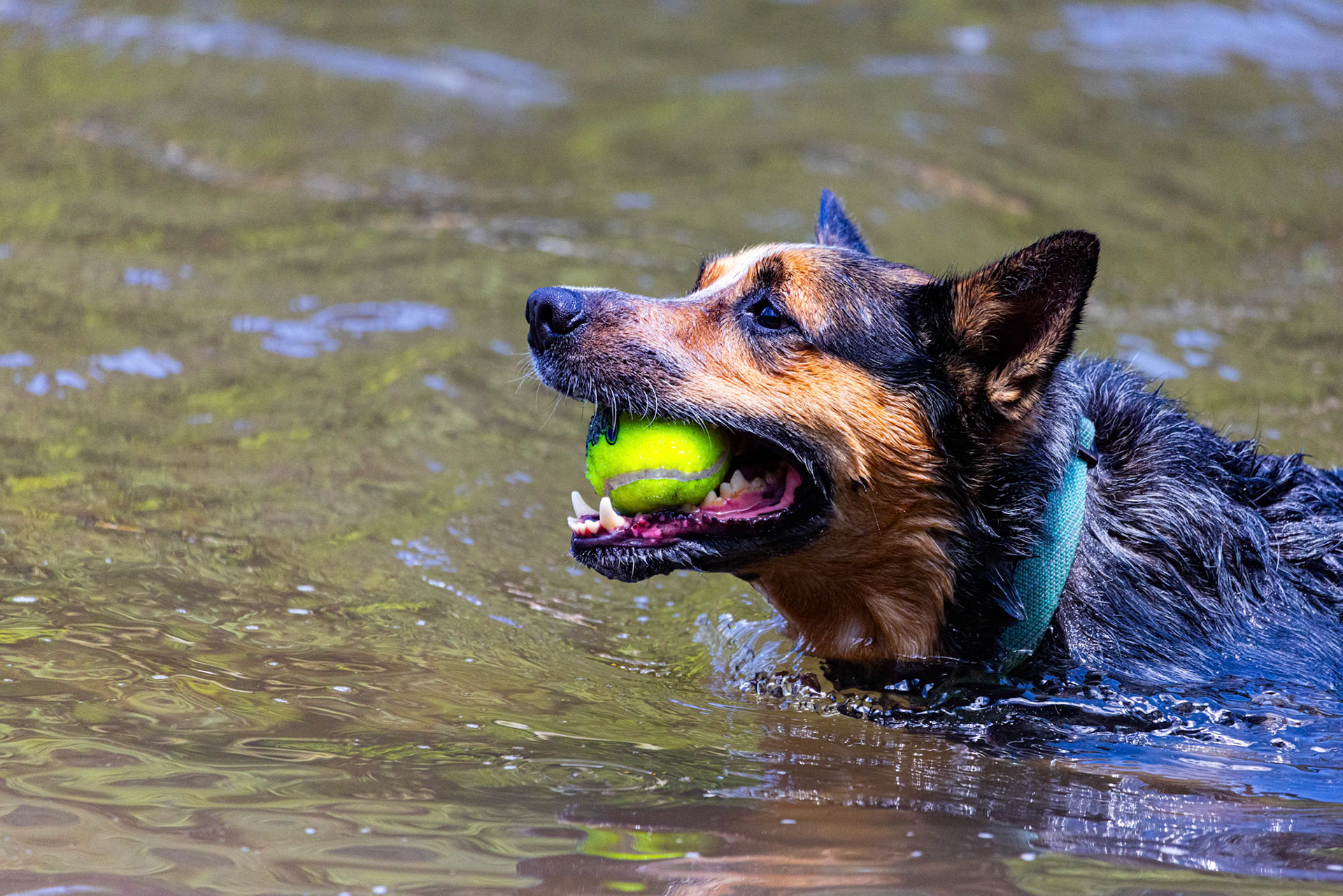 This happy pup was under the New River Gorge Bridge playing fetch with it's person