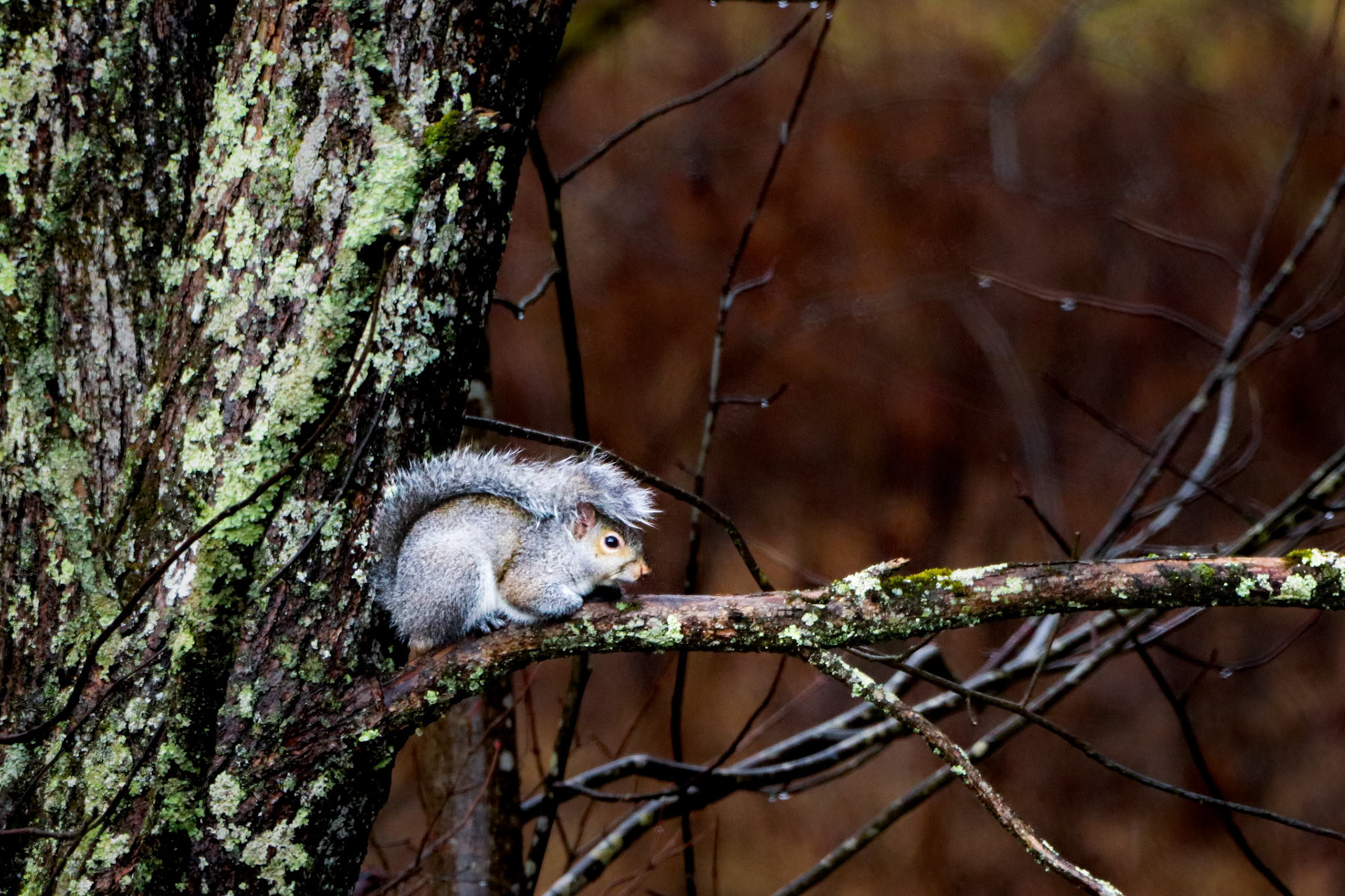 This squirrel was using its tail as an umbrella on a particularly rainy day. Use what you've got I guess.