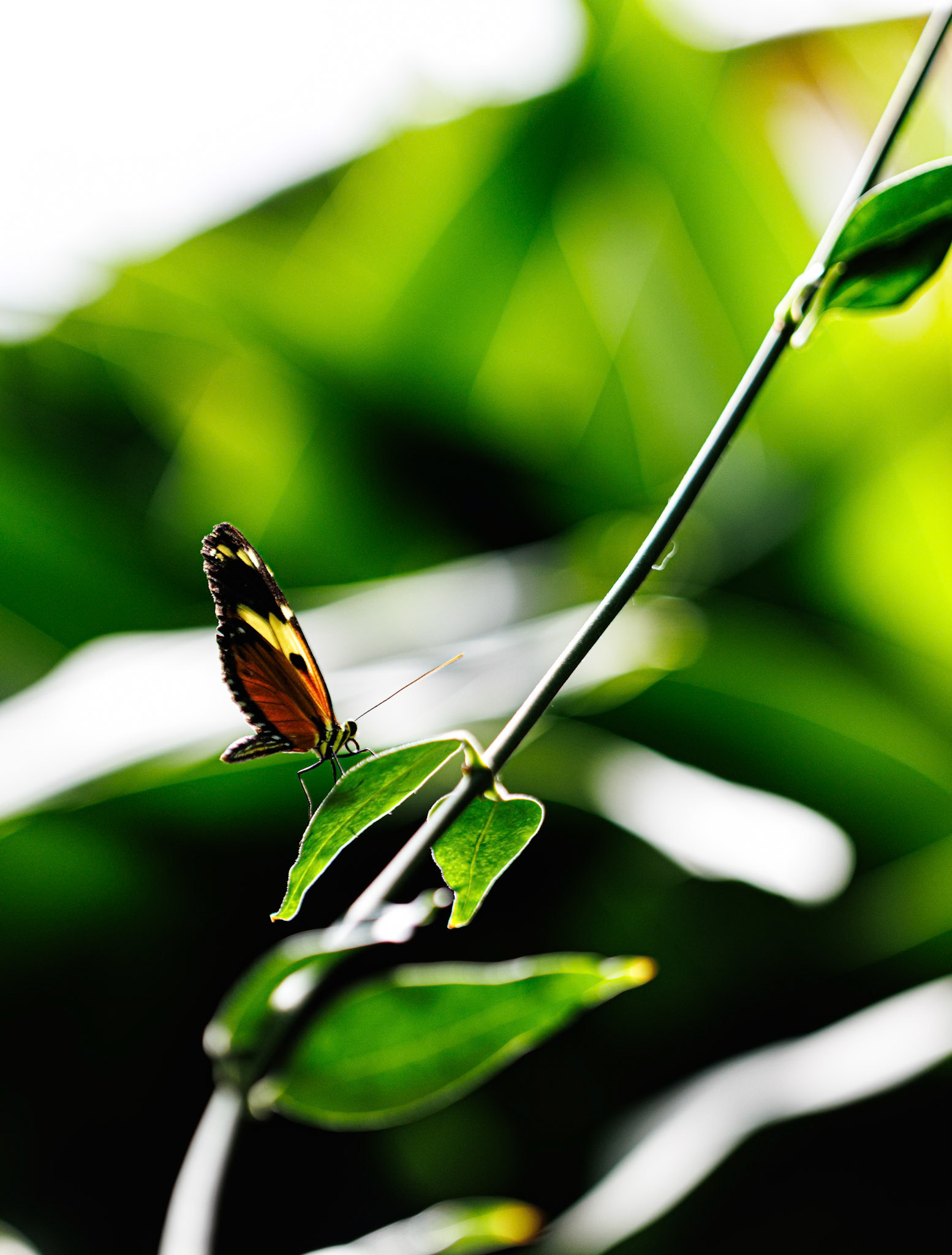 Franklin Park Conservatory Blooms and Butterflies exhibit, 2025