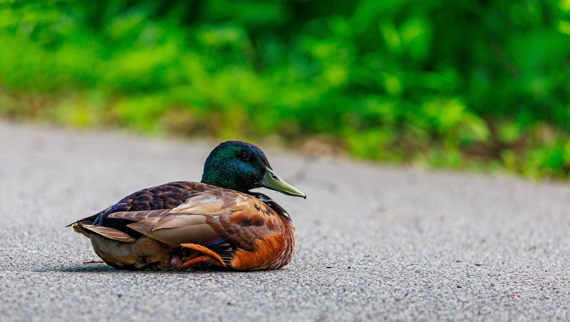 This duck was just chilling in the parking lot of Blenko Glass in Milton WV. Completely unbothered.