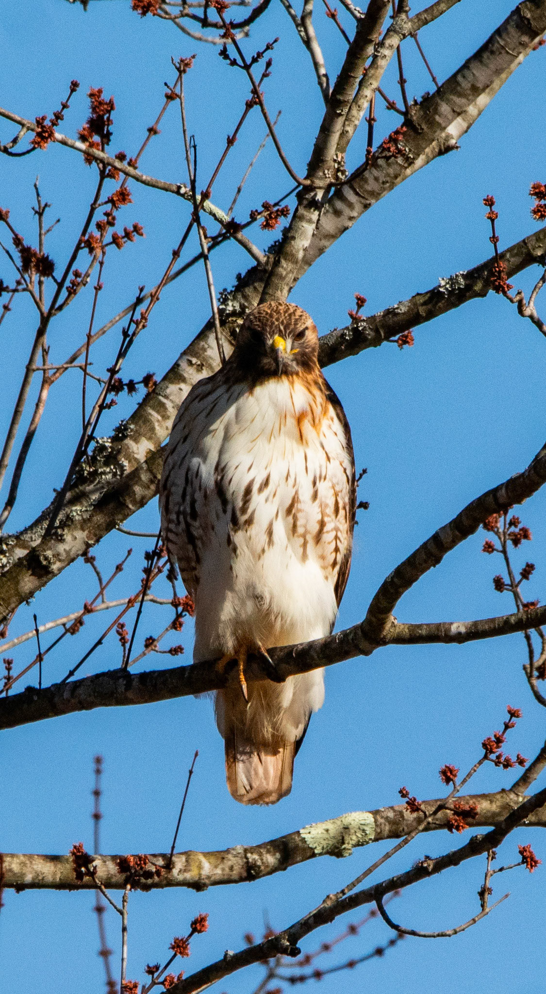 Super serious Red Tailed Hawk