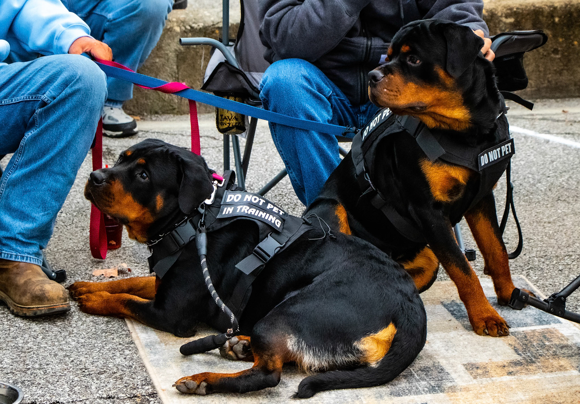 These Rottweilers were at a car show a few years ago just hanging out looking happy. Good puppies.