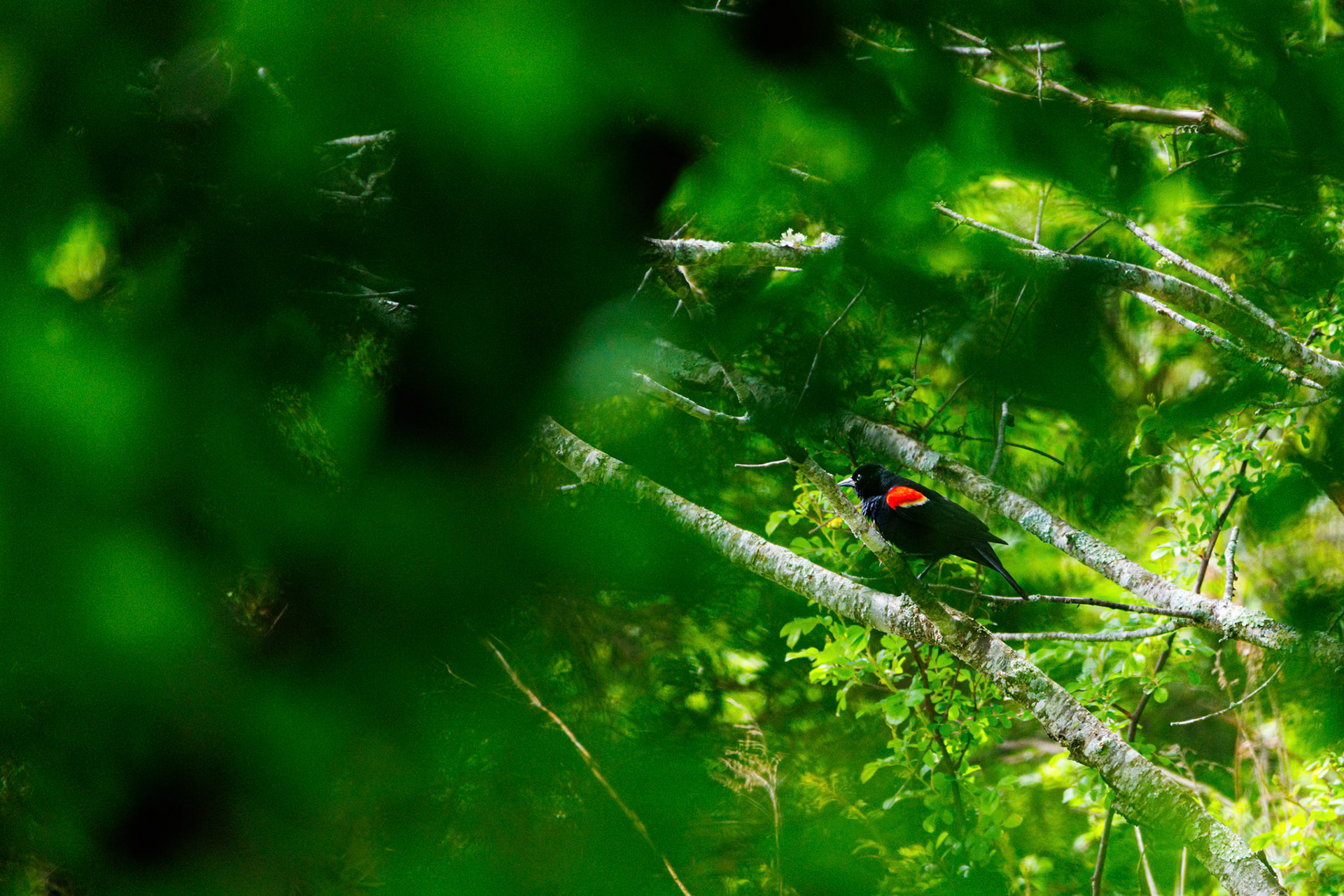 Another Red Winged Blackbird at Hawk Knob