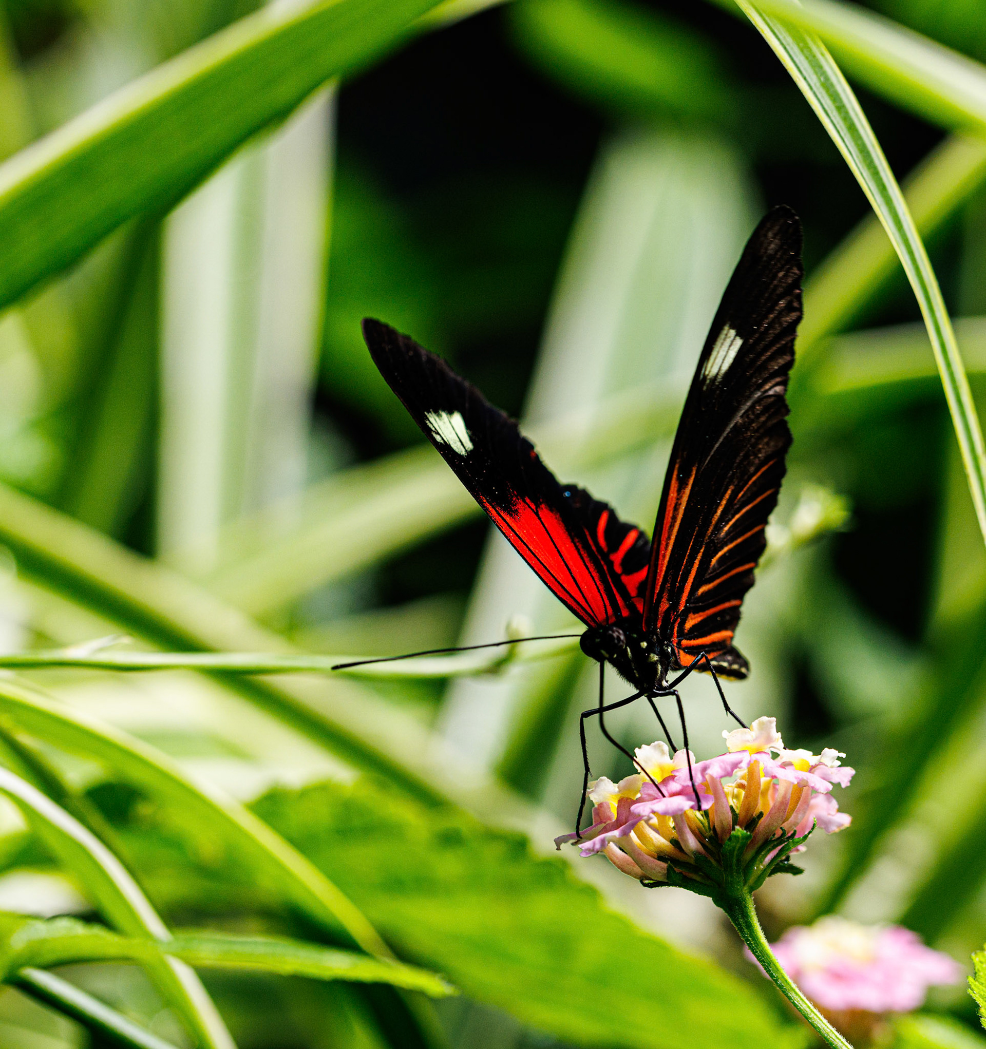Franklin Park Conservatory Blooms and Butterflies exhibit, 2025